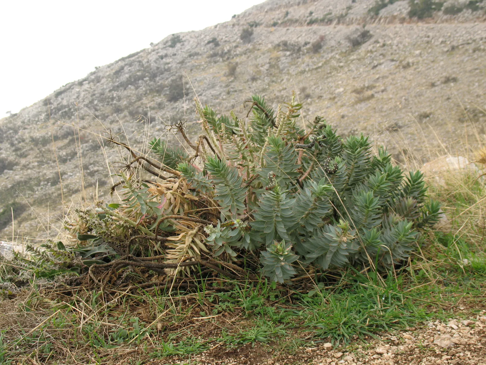 Spurge (Euphorbia Characias 'Tasmanian Tiger') — Gloves and protective clothing should be worn when handling to prevent skin irritation; 'Tasmanian, image 168