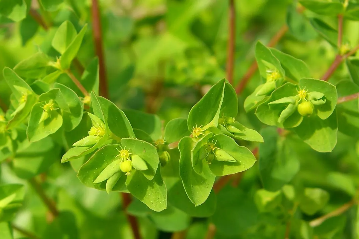 Spurge (Euphorbia Characias 'Tasmanian Tiger') — keep in mind its toxic sap; which is a characteristic of Euphorbias, image 165
