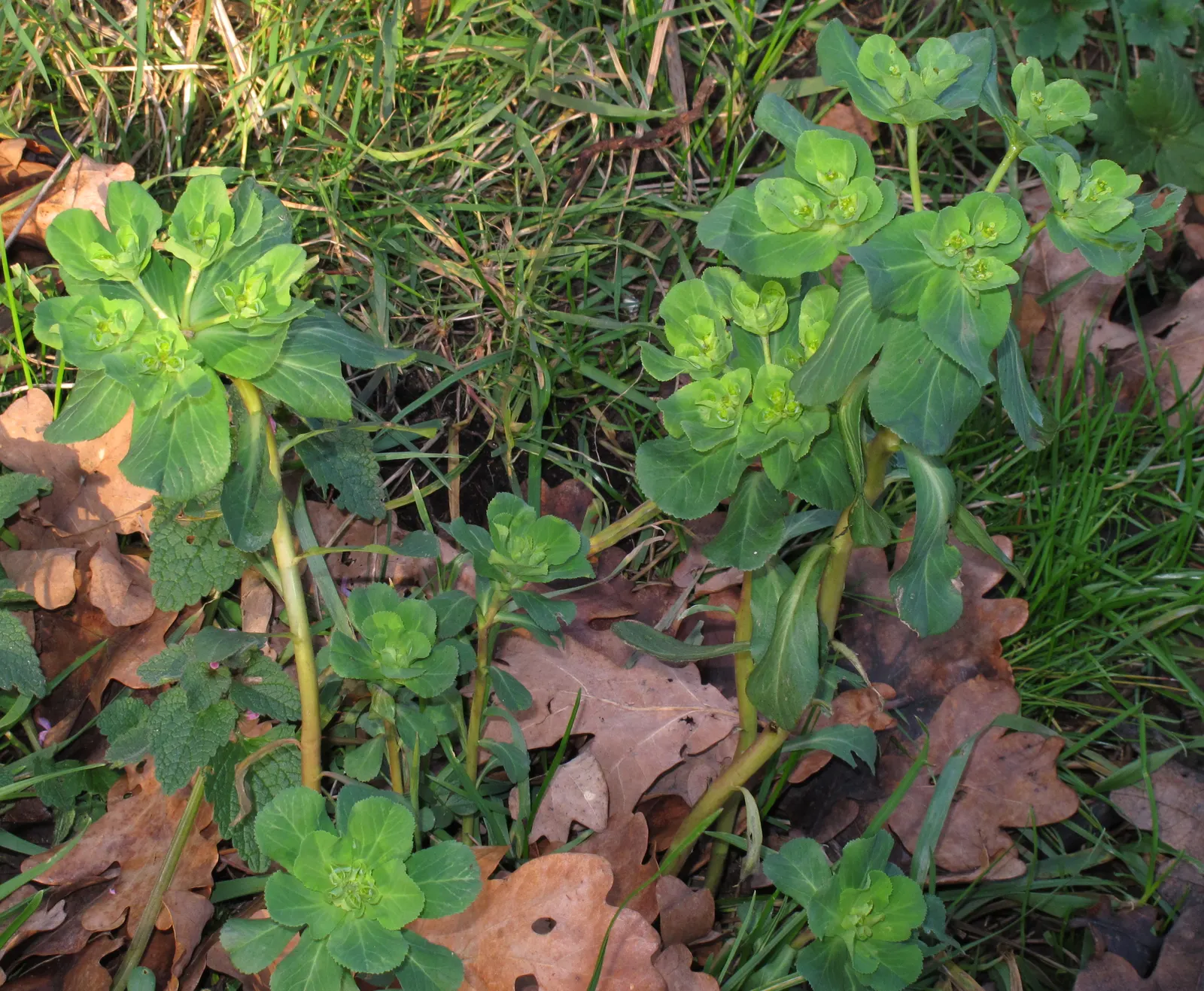Spurge (Euphorbia Characias 'Tasmanian Tiger') — green and multi-colored and yellow flowers in the garden; upright mounding form ideal for borders, image 172