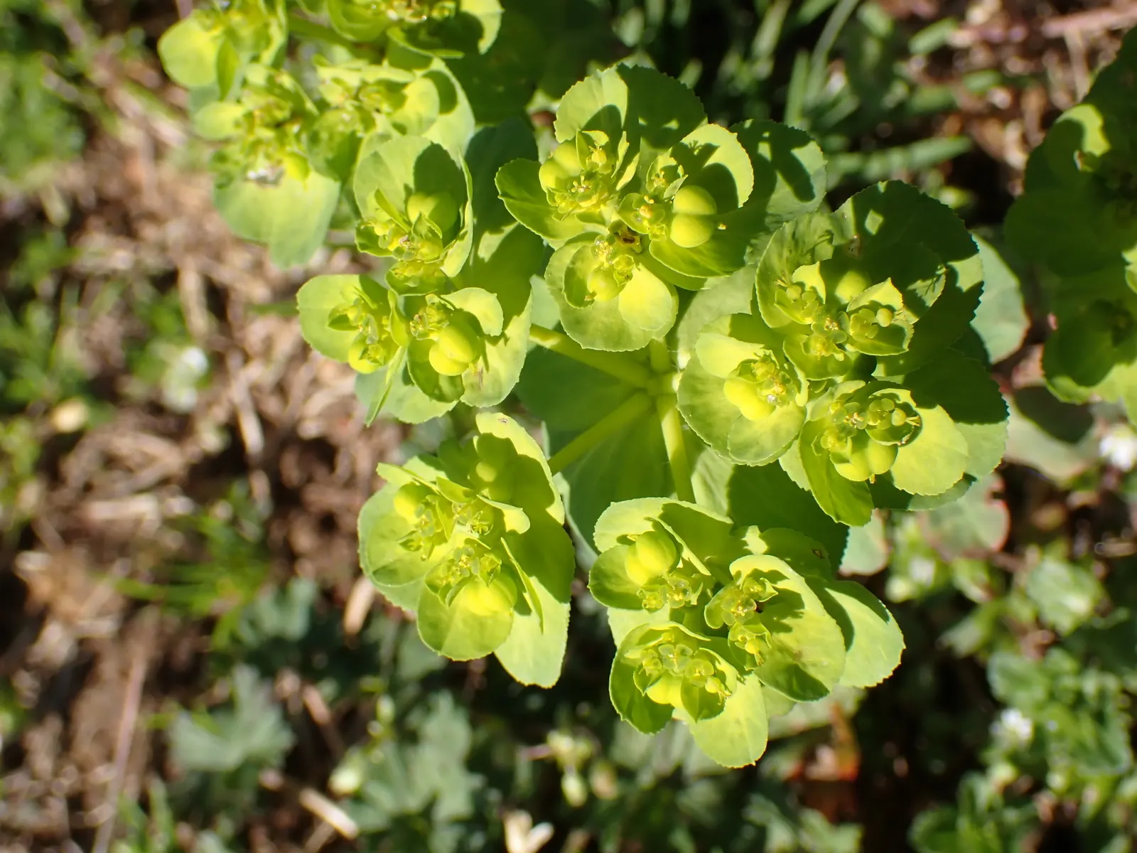 Spurge (Euphorbia Characias 'Tasmanian Tiger') — this spurge thrives in well-drained soil and prefers a full sun to partial shade exposure, image 104