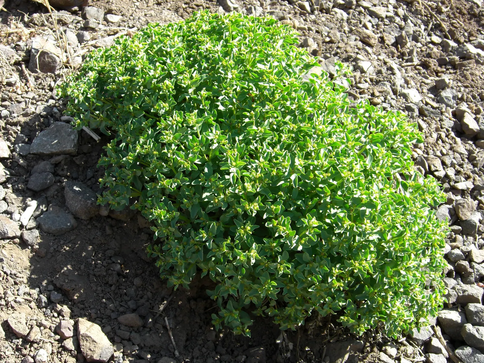 Spurge (Euphorbia Characias 'Tasmanian Tiger') — where each blue-green leaf is elegantly rimmed with a creamy white border