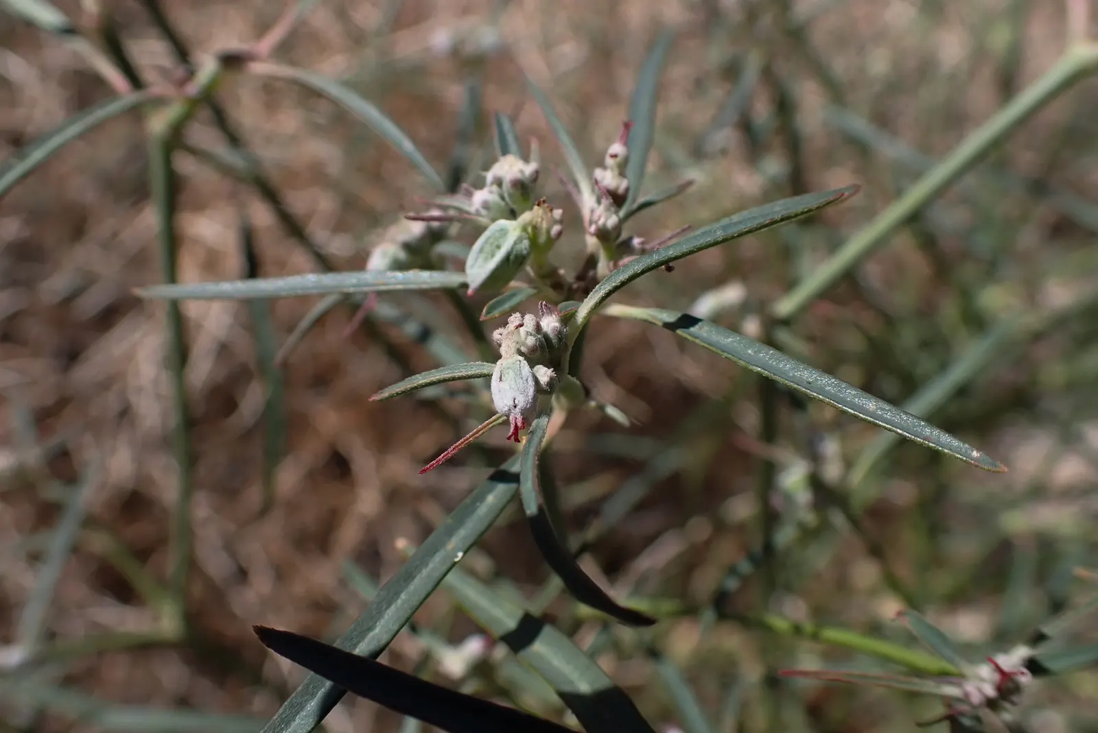 Spurge (Euphorbia Characias 'Tasmanian Tiger') — Ideal for Mediterranean gardens; bear clusters of chartreuse flowers encased in cream bracts, image 121