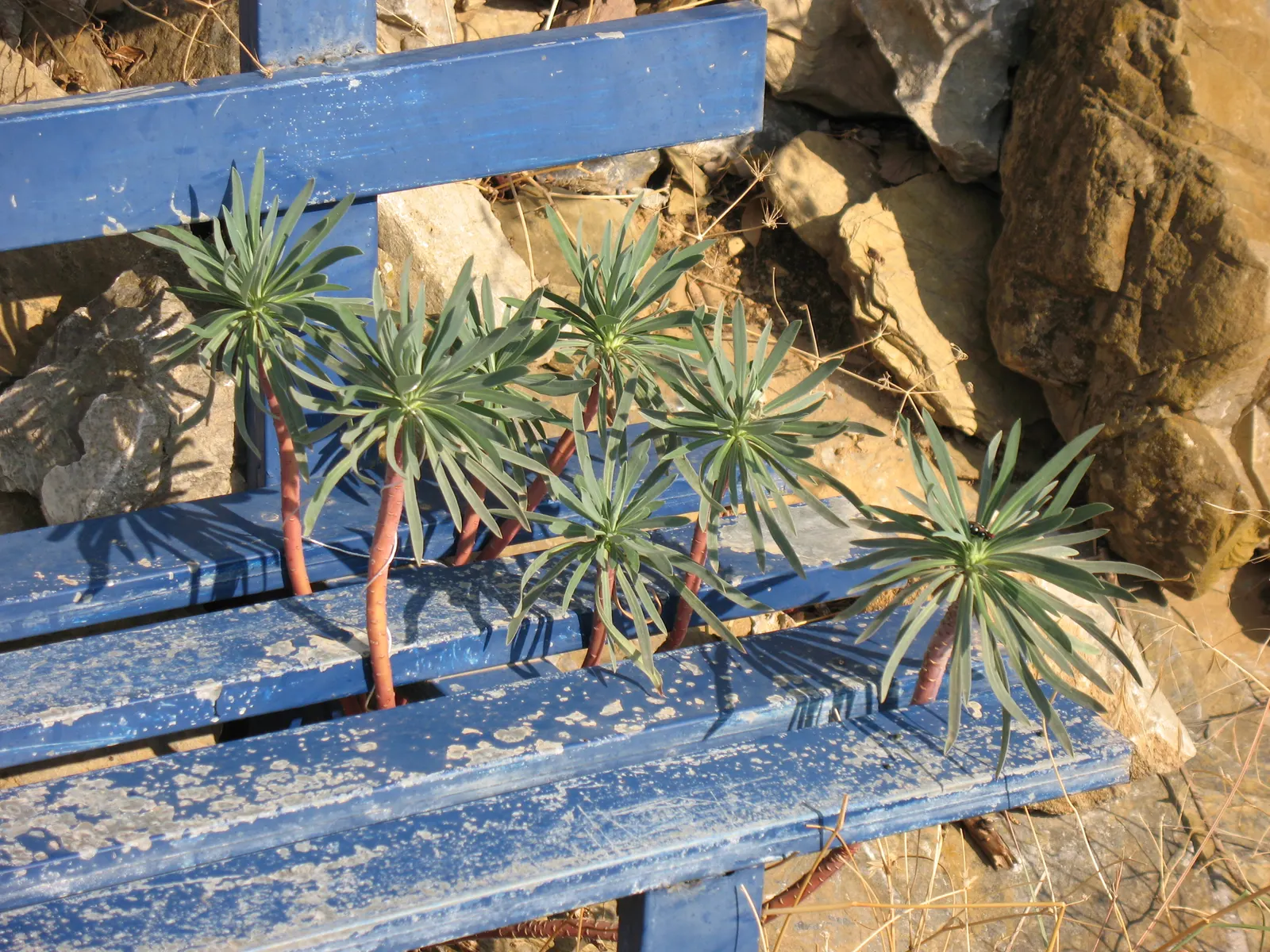 Spurge (Euphorbia Characias 'Tasmanian Tiger') — Gloves and protective clothing should be worn when handling to prevent skin irritation; 'Tasmanian, image 110