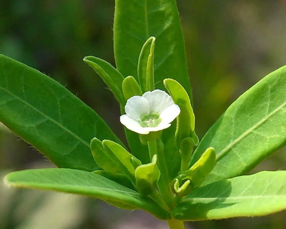 Spurge (Euphorbia Characias 'Tasmanian Tiger') — Caution: sap may irritate skin; <br><br>Maintenance for 'Tasmanian Tiger' is minimal, image 124
