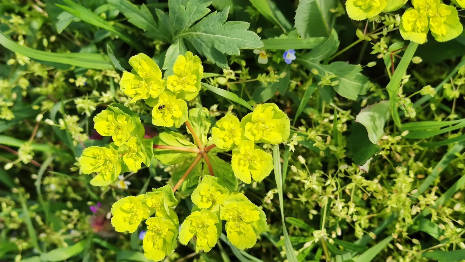 Spurge (Euphorbia Characias 'Tasmanian Tiger') — 'Tasmanian Tiger' produces vertical spikes of show-stopping bracts; euphorbia characias 'Tasmanian, image 129