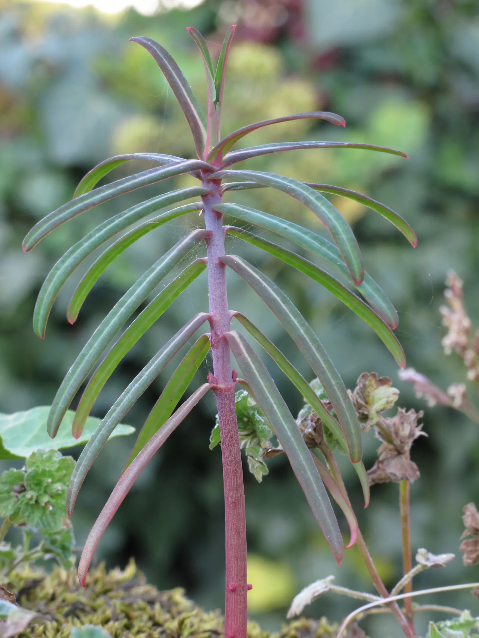Spurge (Euphorbia Characias 'Tasmanian Tiger') — complementing the variegated foliage and adding to the plant's striking appearance; and consider, image 161