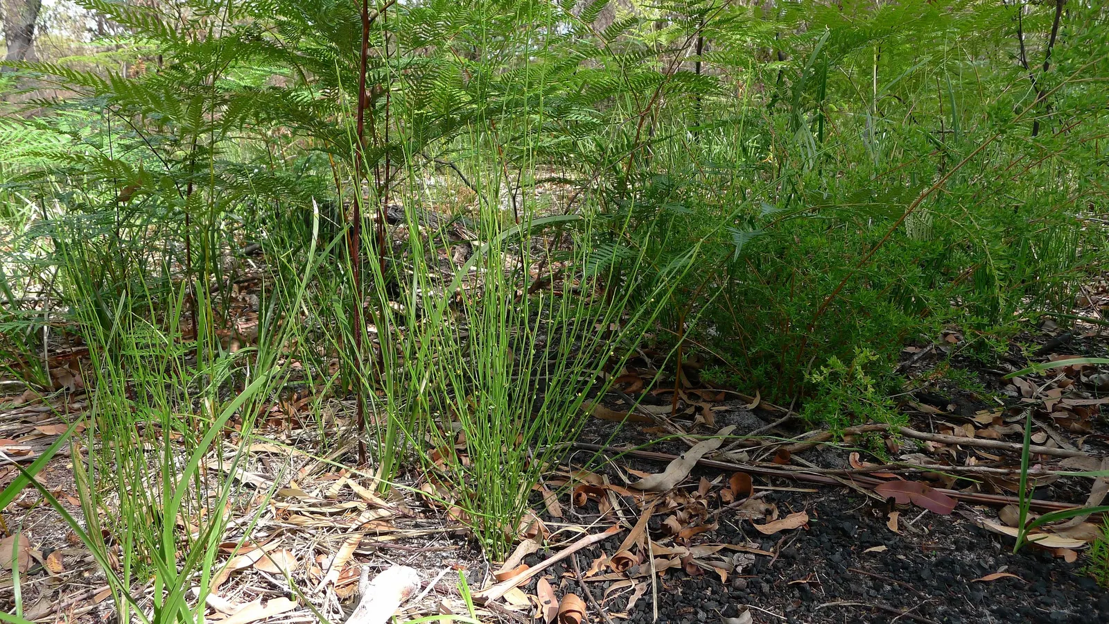 Spurge (Euphorbia Characias 'Tasmanian Tiger') — green and multi-colored and yellow flowers in the garden; upright mounding form ideal for borders, image 114