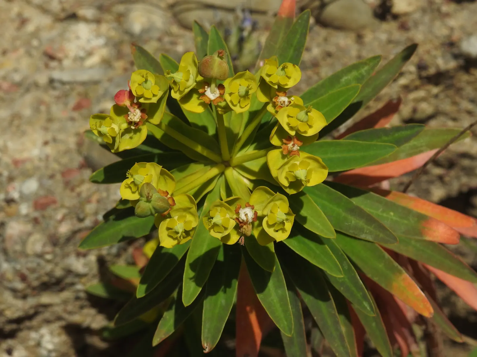 Spurge (Euphorbia Characias 'Tasmanian Tiger') — and excellent contrast among darker plants; this spurge thrives in well-drained soil and prefers a full sun to