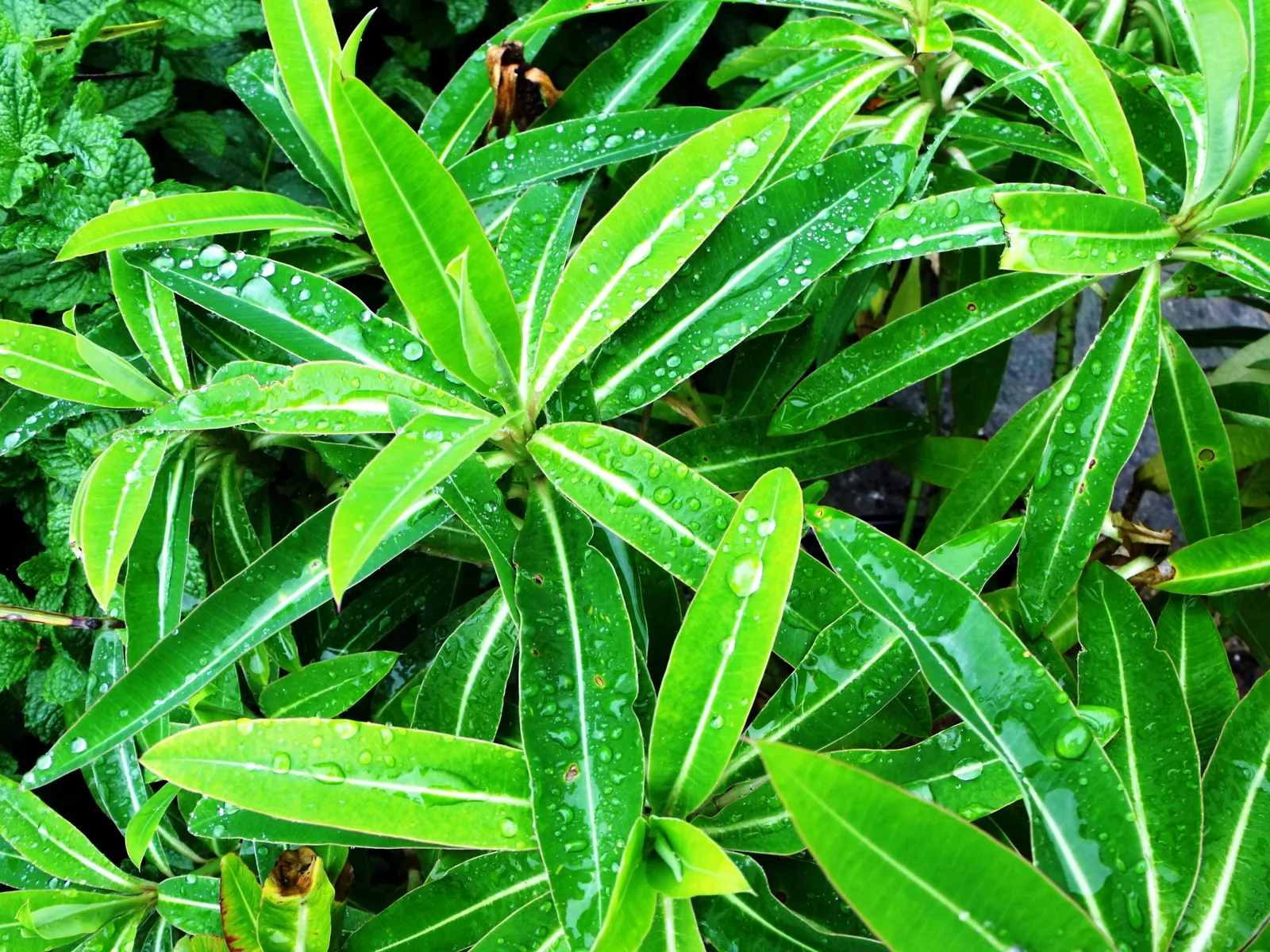 Spurge (Euphorbia Characias 'Tasmanian Tiger') — needing only occasional pruning to remove spent flower stems and to maintain its attractive shape, image 112