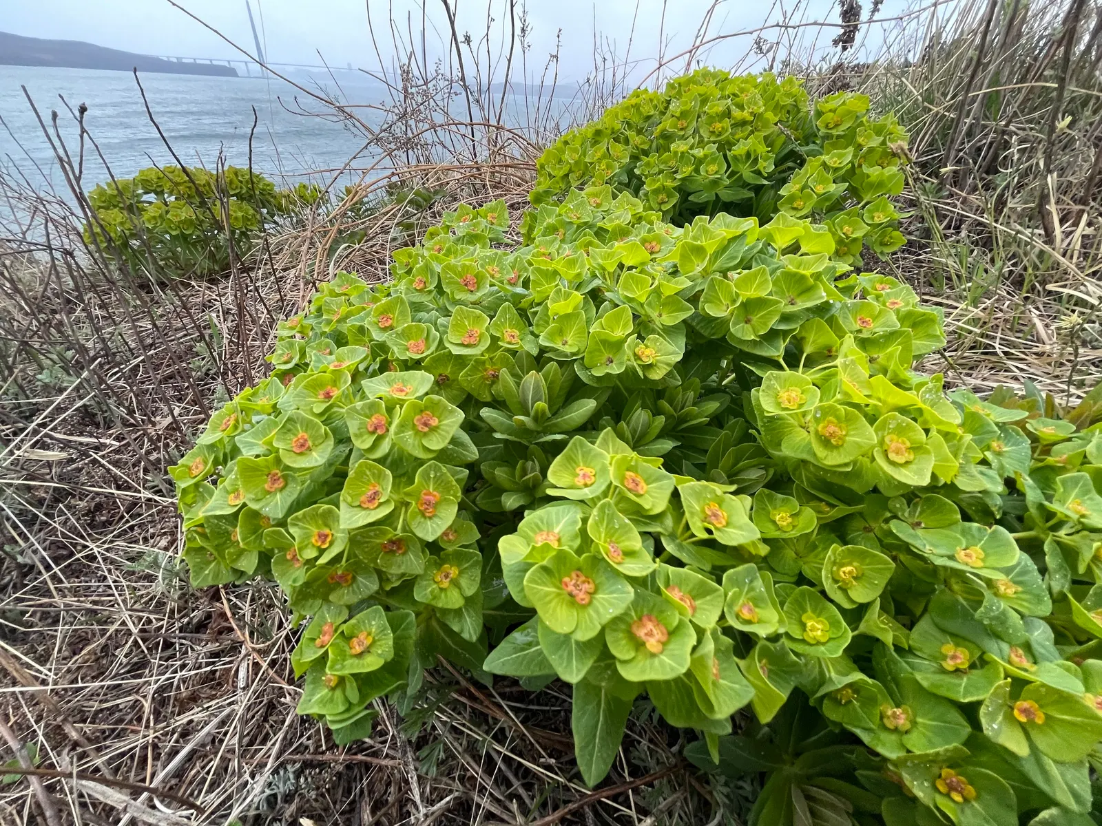 Spurge (Euphorbia Characias 'Tasmanian Tiger') — where each blue-green leaf is elegantly rimmed with a creamy white border; this particular spurge, image 97