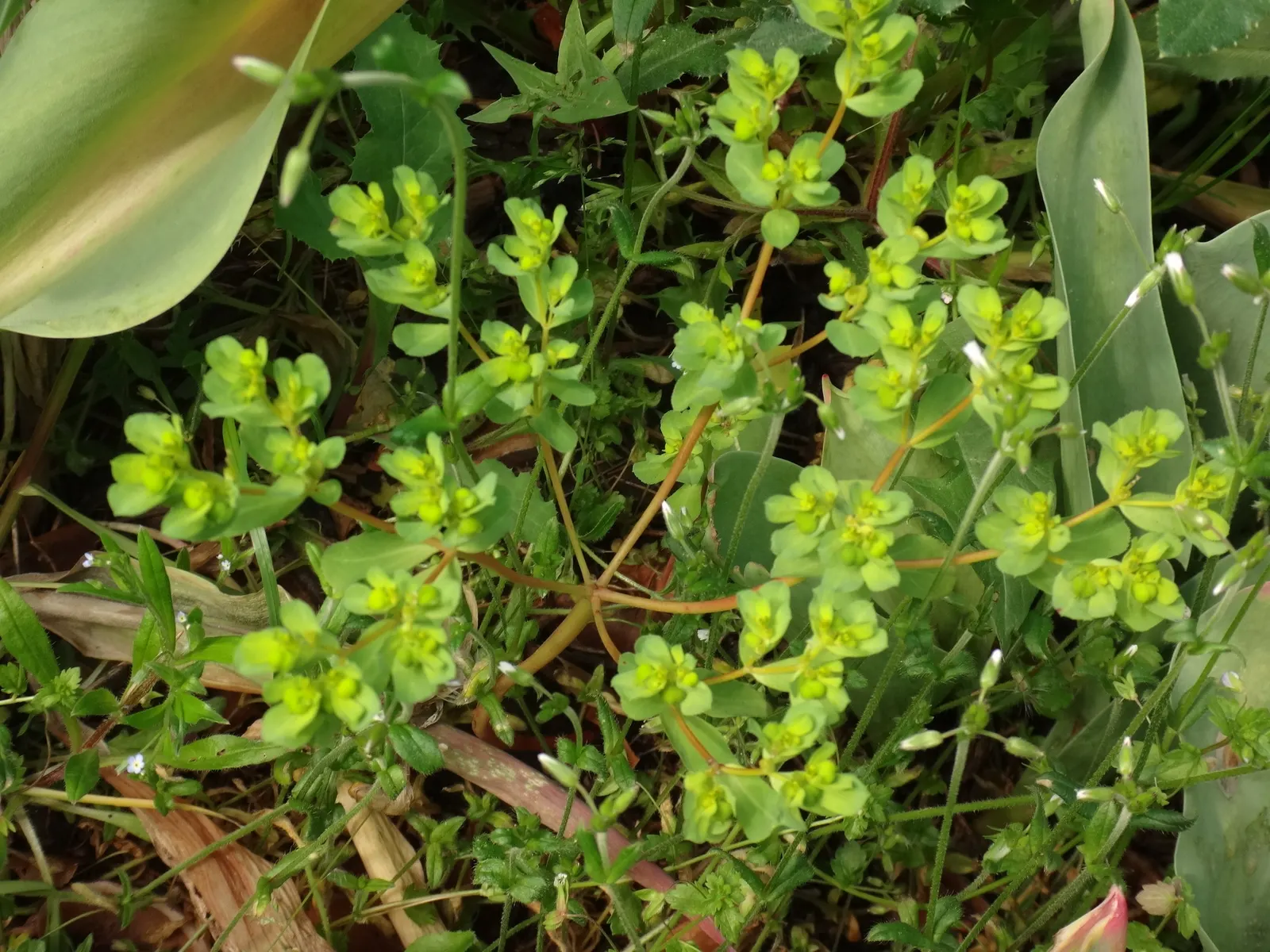 Spurge (Euphorbia Characias 'Tasmanian Tiger') — These bracts are a delicate shade of green with a central band of creamy white, image 44