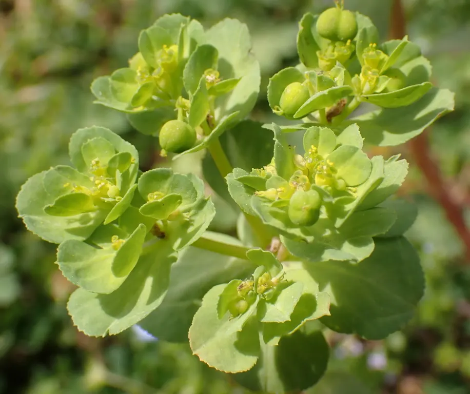 Spurge (Euphorbia Characias 'Tasmanian Tiger') — keep in mind its toxic sap; which is a characteristic of Euphorbias, image 78