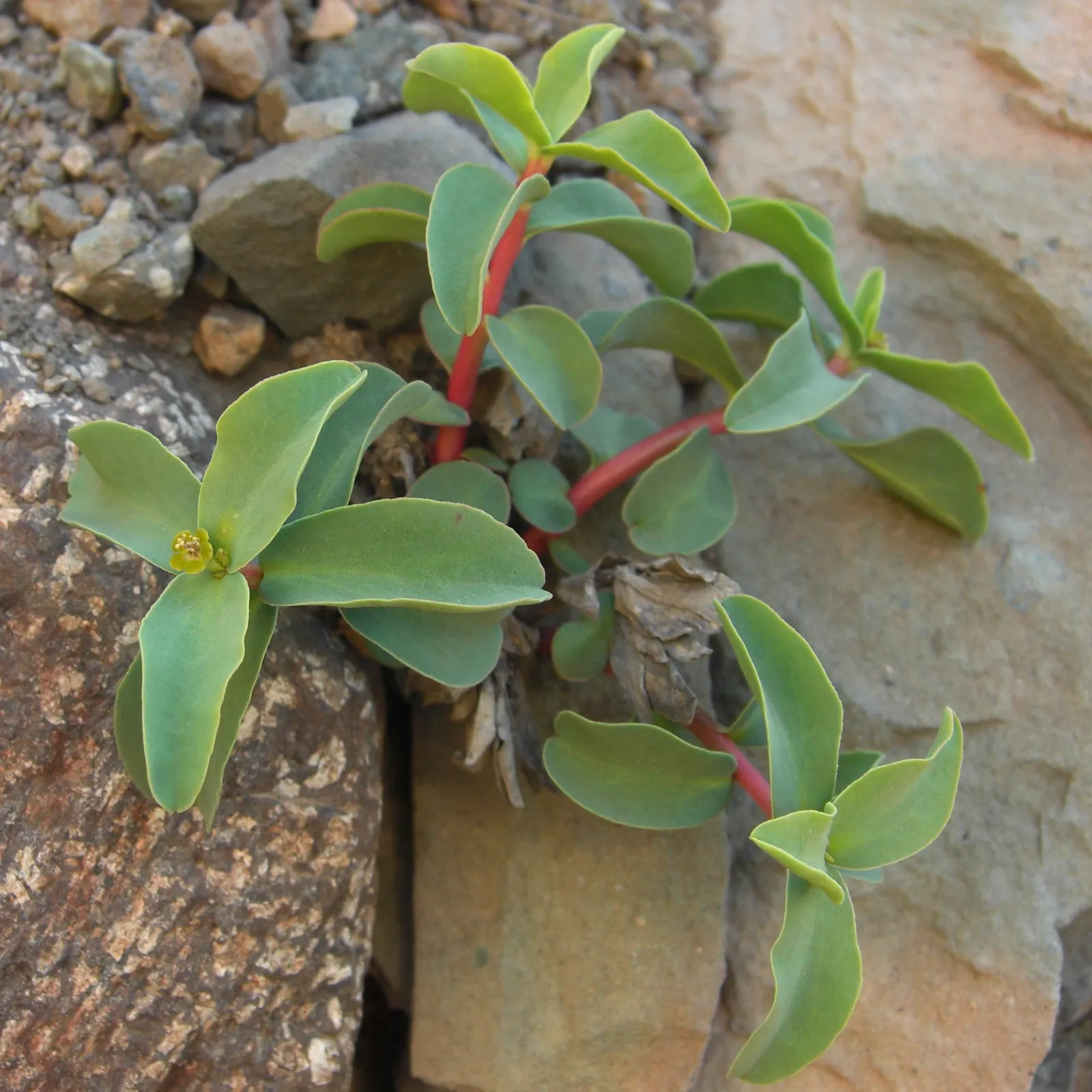 Spurge (Euphorbia Characias 'Tasmanian Tiger') — and consider placing it in areas with less foot traffic or away from children's play spaces; it, image 80