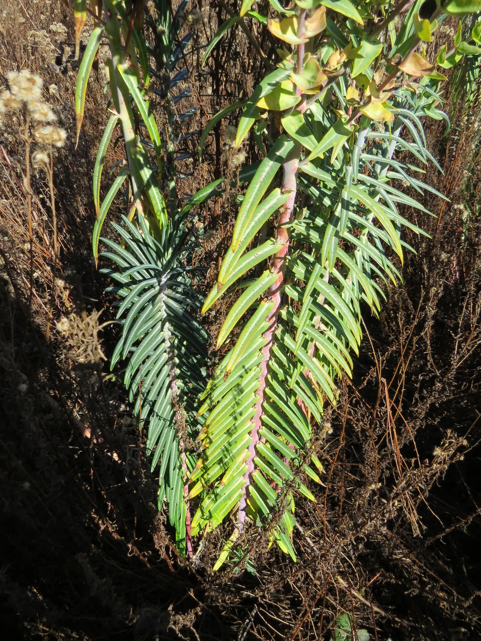 Spurge (Euphorbia Characias 'Tasmanian Tiger') — perennial with green and multi-colored and yellow blooms; when designing with 'Tasmanian Tiger', image 173
