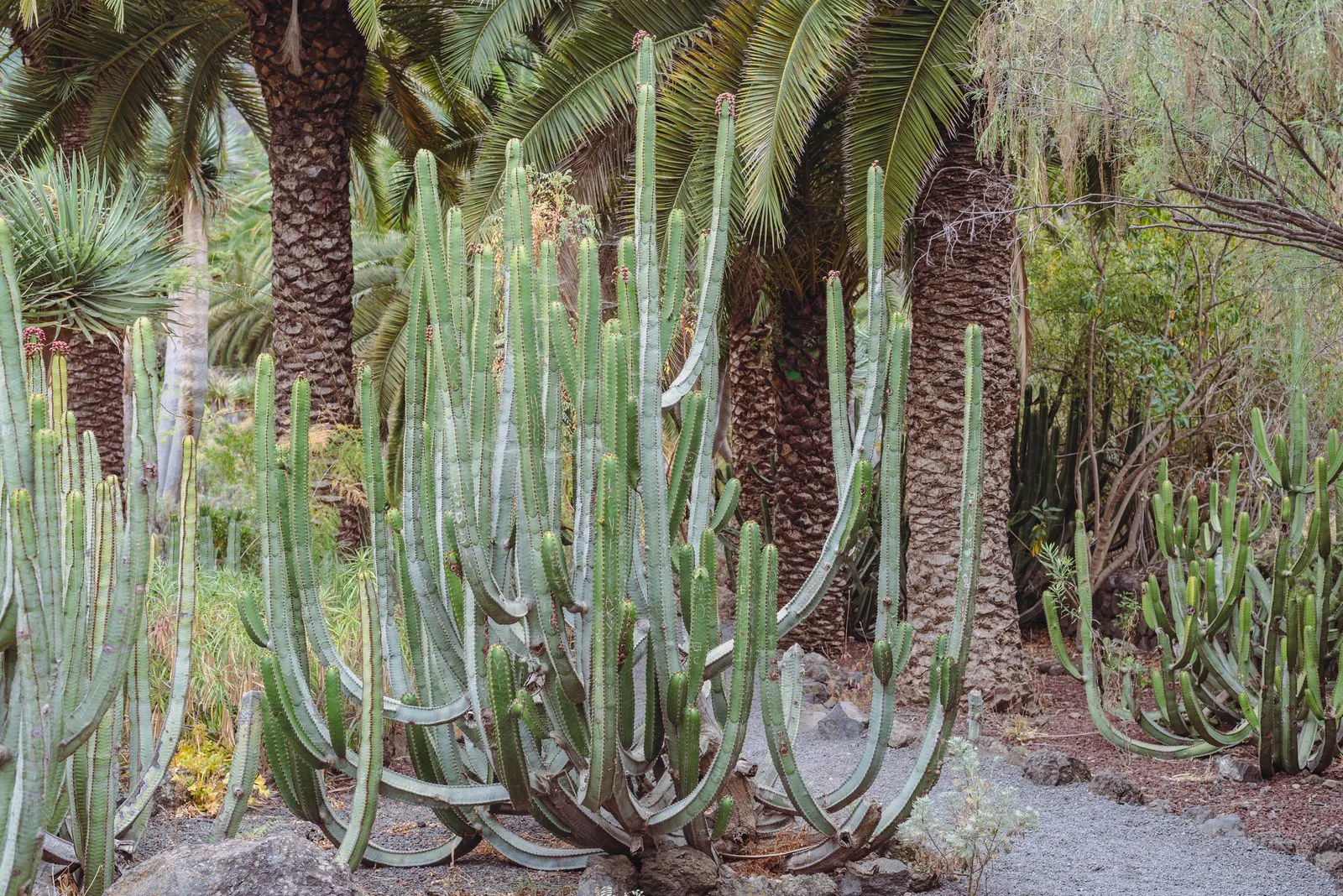 Spurge (Euphorbia Characias 'Tasmanian Tiger') — 'Tasmanian Tiger' produces vertical spikes of show-stopping bracts