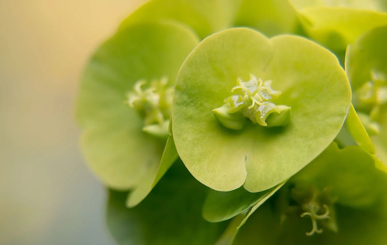 Spurge (Euphorbia Characias 'Tasmanian Tiger') — Gloves and protective clothing should be worn when handling to prevent skin irritation