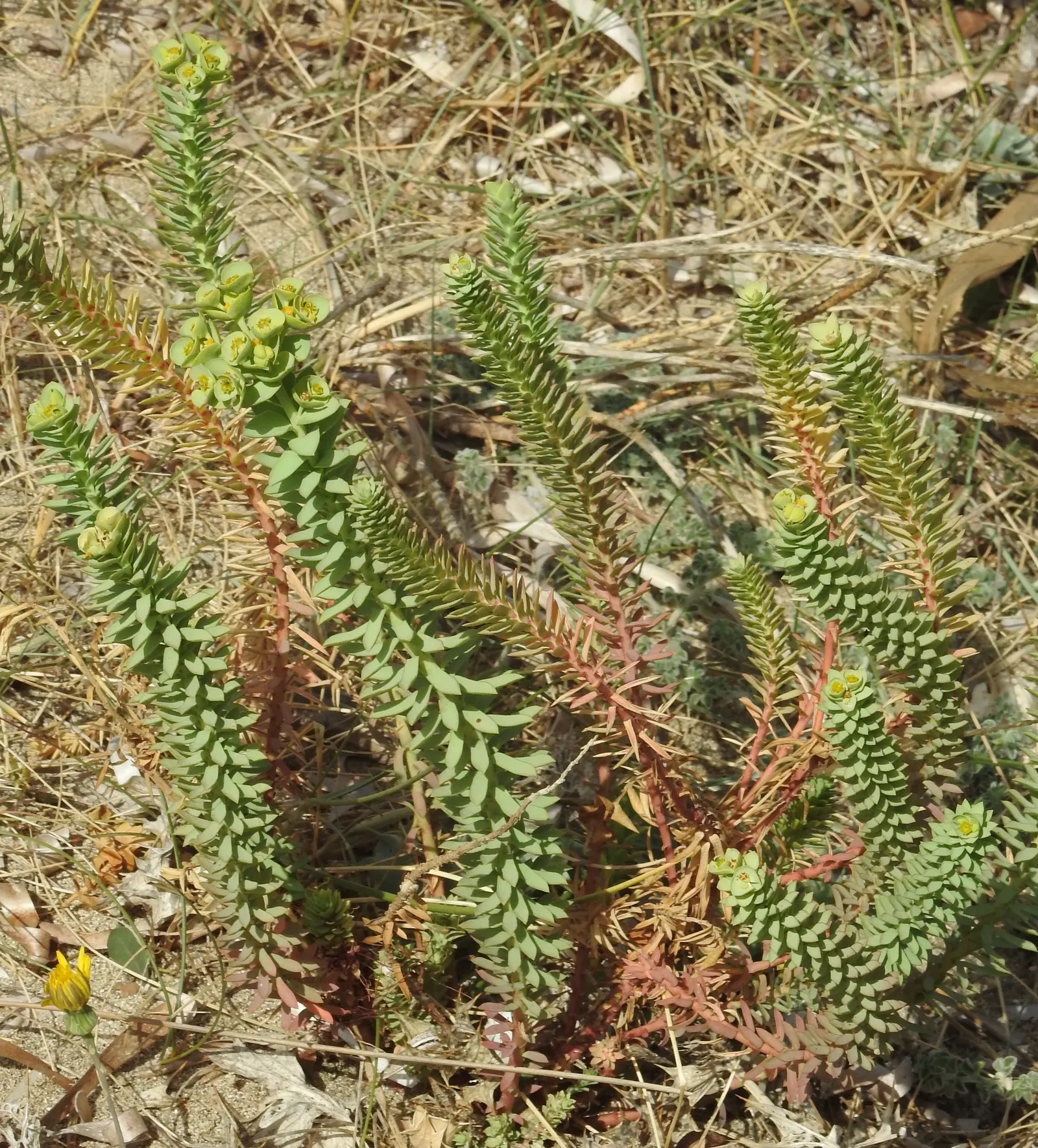 Spurge (Euphorbia Characias 'Tasmanian Tiger') — needing only occasional pruning to remove spent flower stems and to maintain its attractive shape