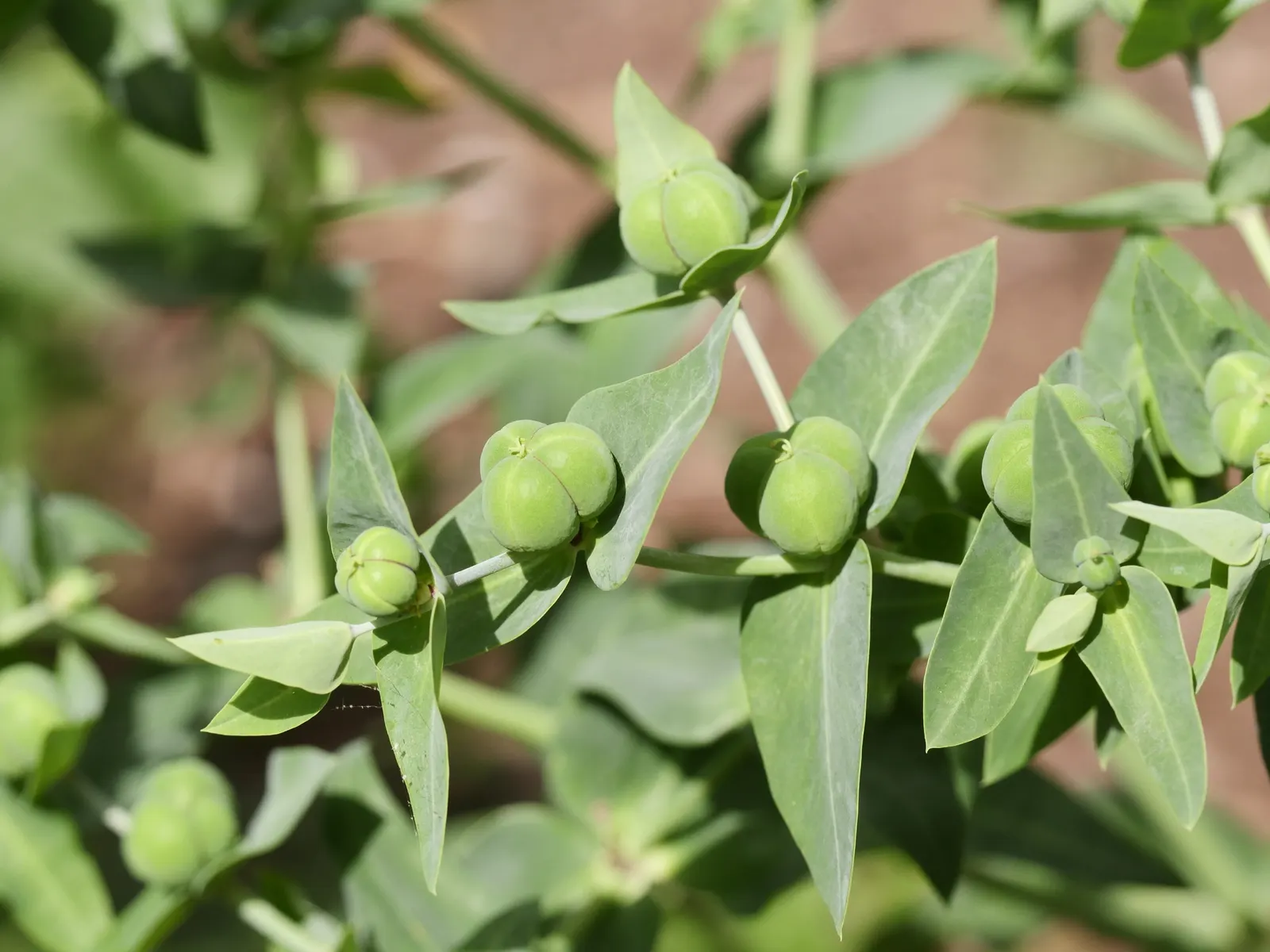 Spurge (Euphorbia Characias 'Tasmanian Tiger') — perennial for full or half; this resilient and striking plant offers both structure and style to a, image 145