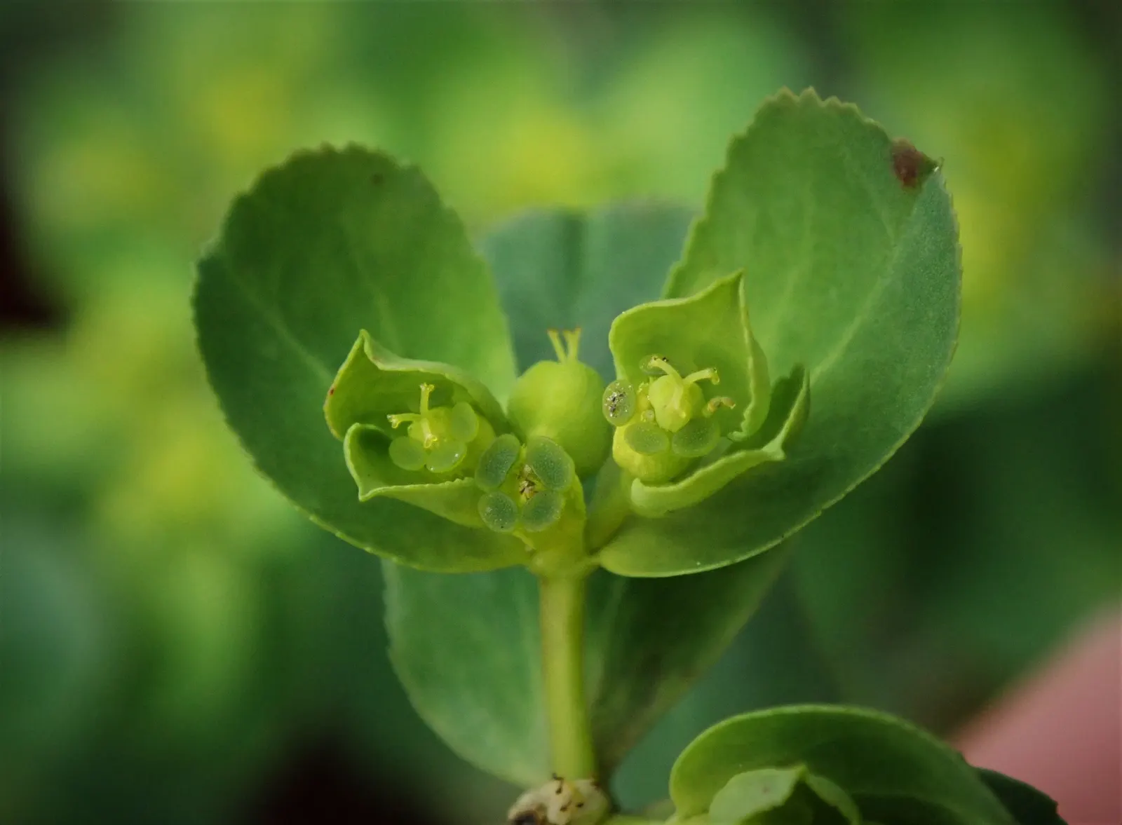 Spurge (Euphorbia Characias 'Tasmanian Tiger') — Euphorbia characias 'Tasmanian Tiger' is an eye-catching; thriving in USDA zones 7-10, it prefers, image 59