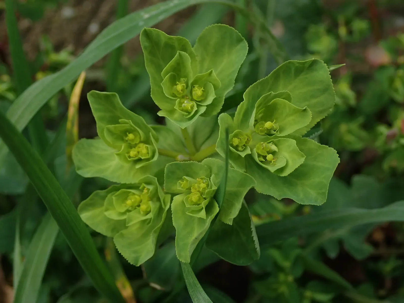 Spurge (Euphorbia Characias 'Tasmanian Tiger') — complementing the variegated foliage and adding to the plant's striking appearance; and consider, image 103