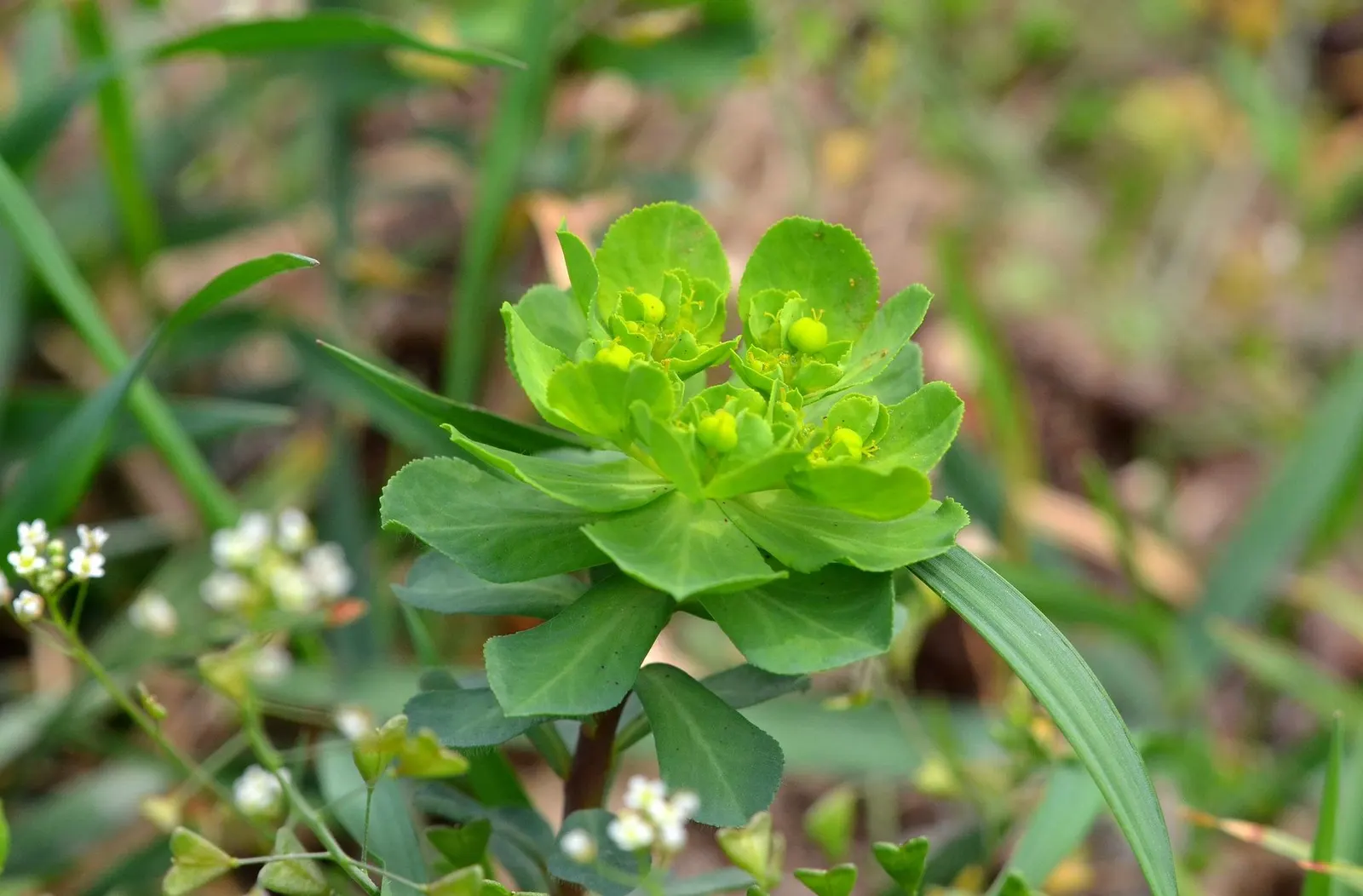 Spurge (Euphorbia Characias 'Tasmanian Tiger') — Euphorbia characias 'Tasmanian Tiger' is an eye-catching