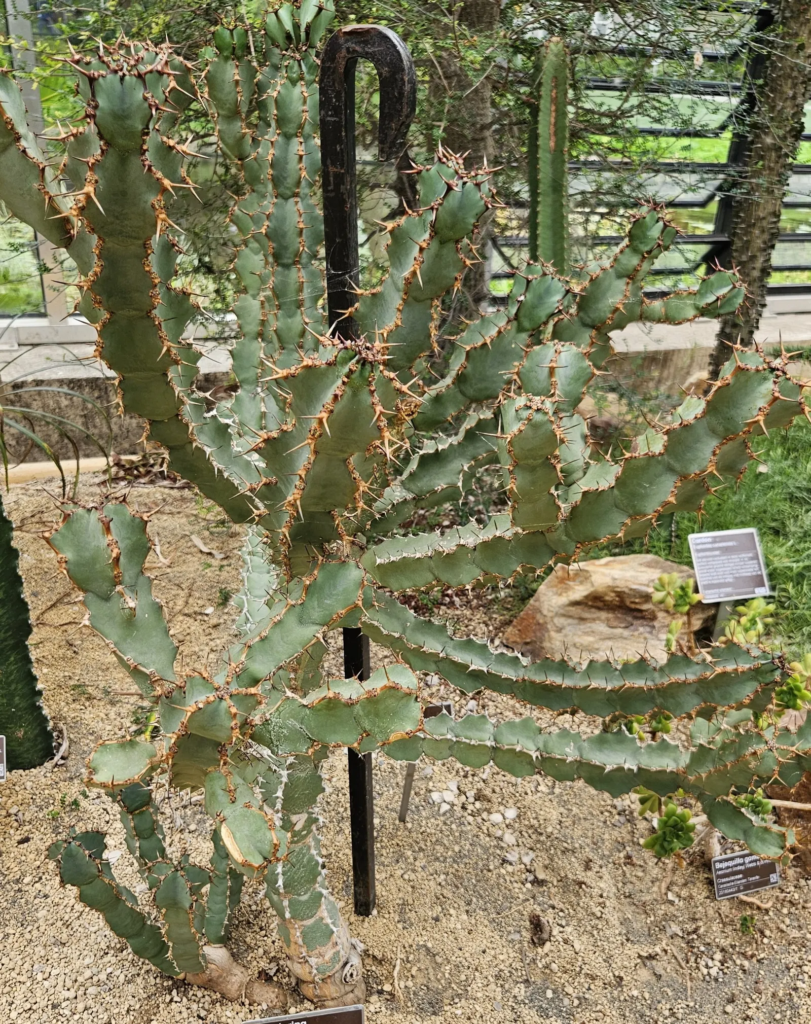 Spurge (Euphorbia Characias 'Tasmanian Tiger') — 'Tasmanian Tiger' produces vertical spikes of show-stopping bracts; euphorbia characias 'Tasmanian, image 100