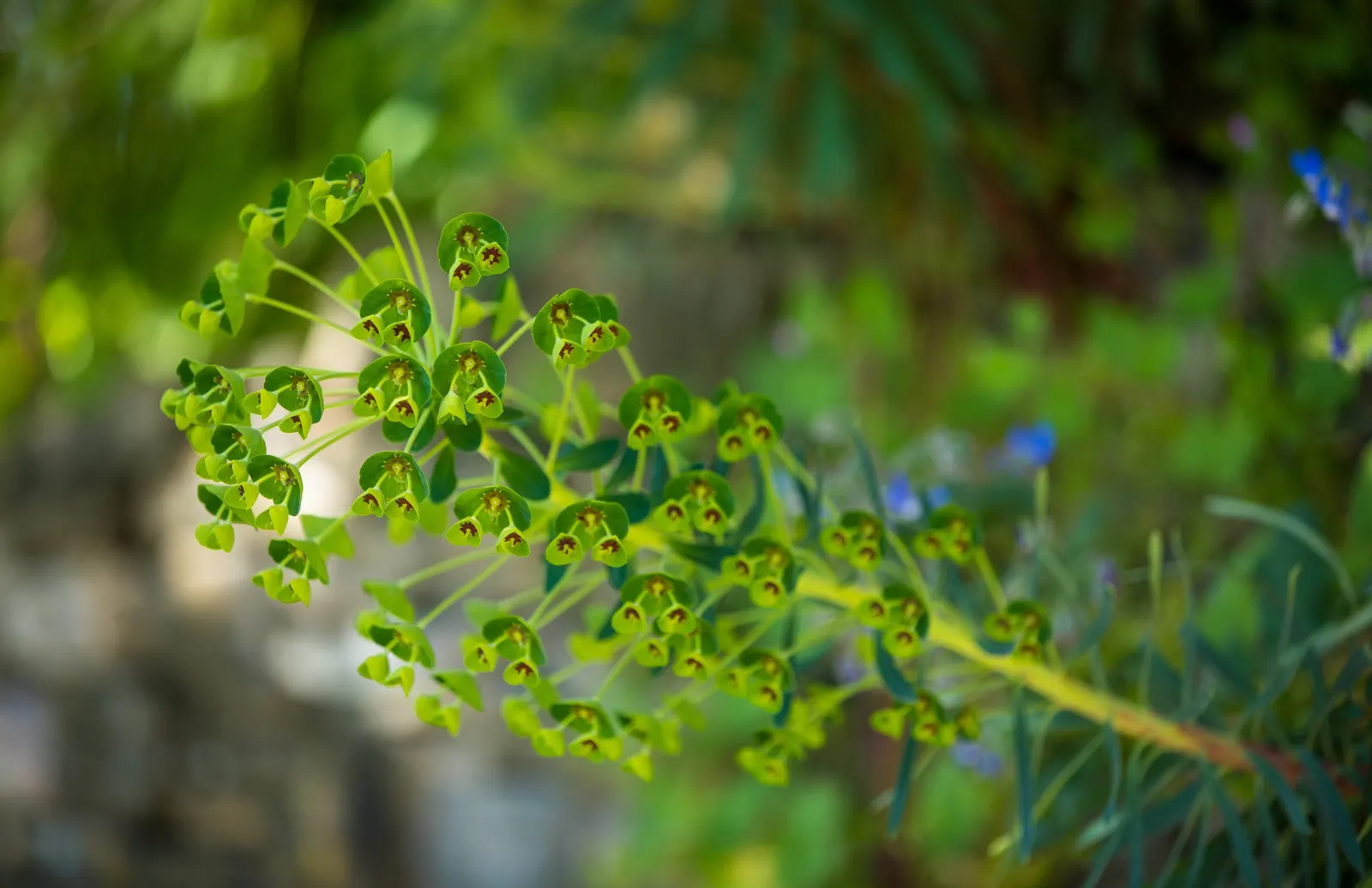 Spurge (Euphorbia Characias 'Tasmanian Tiger') — Euphorbia characias 'Tasmanian Tiger' is an eye-catching; thriving in USDA zones 7-10, it prefers, image 88