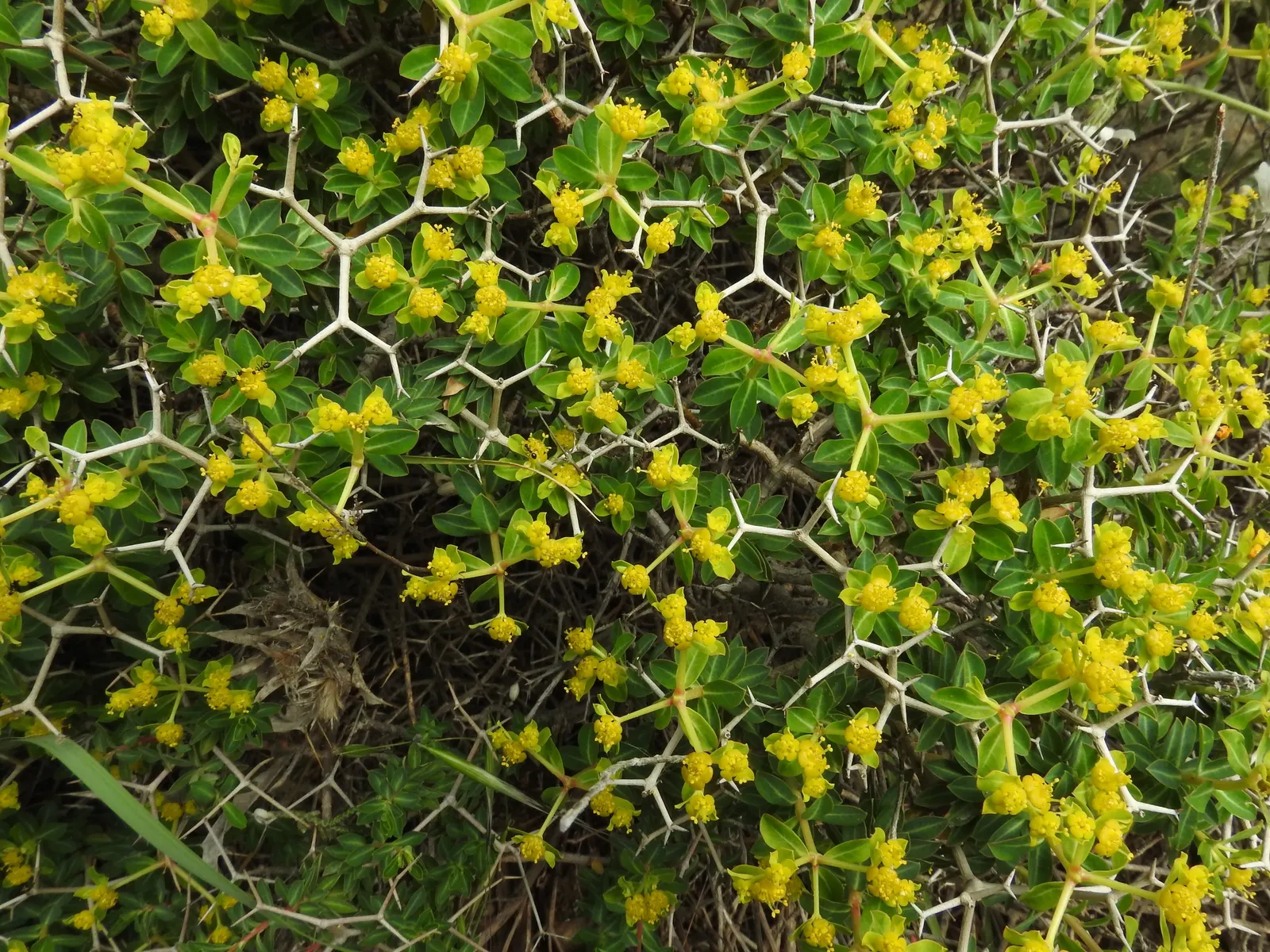 Spurge (Euphorbia Characias 'Tasmanian Tiger') — which are modified leaves that resemble flowers; caution: sap may irritate skin, image 130