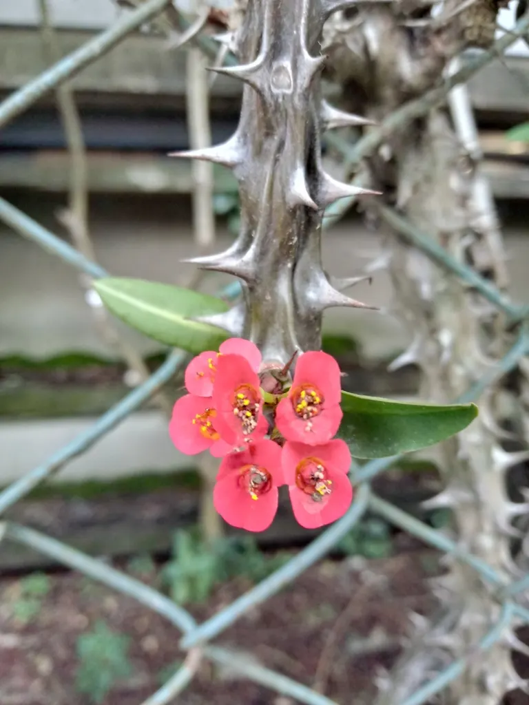 Spurge (Euphorbia Characias 'Tasmanian Tiger') — which are modified leaves that resemble flowers