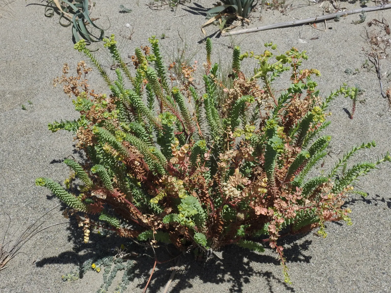 Spurge (Euphorbia Characias 'Tasmanian Tiger') — evergreen perennial with variegated foliage and striking