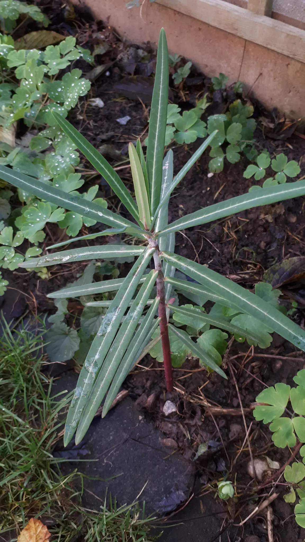 Spurge (Euphorbia Characias 'Tasmanian Tiger') — These bracts are a delicate shade of green with a central band of creamy white, image 160