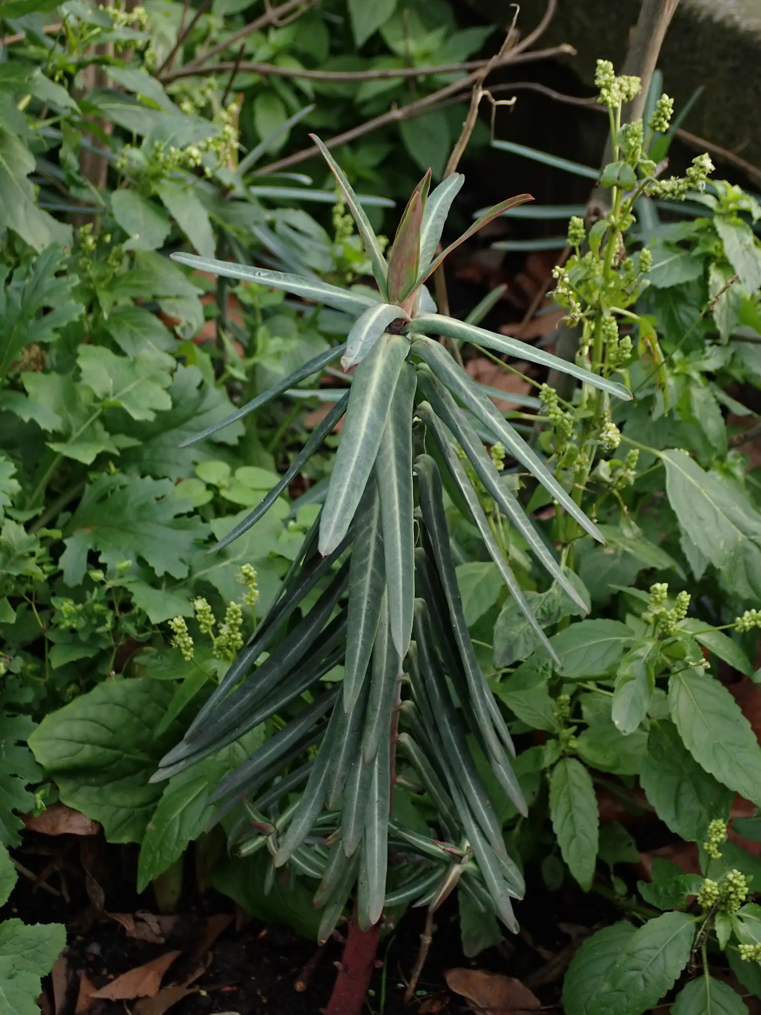 Spurge (Euphorbia Characias 'Tasmanian Tiger') — and consider placing it in areas with less foot traffic or away from children's play spaces; it, image 138