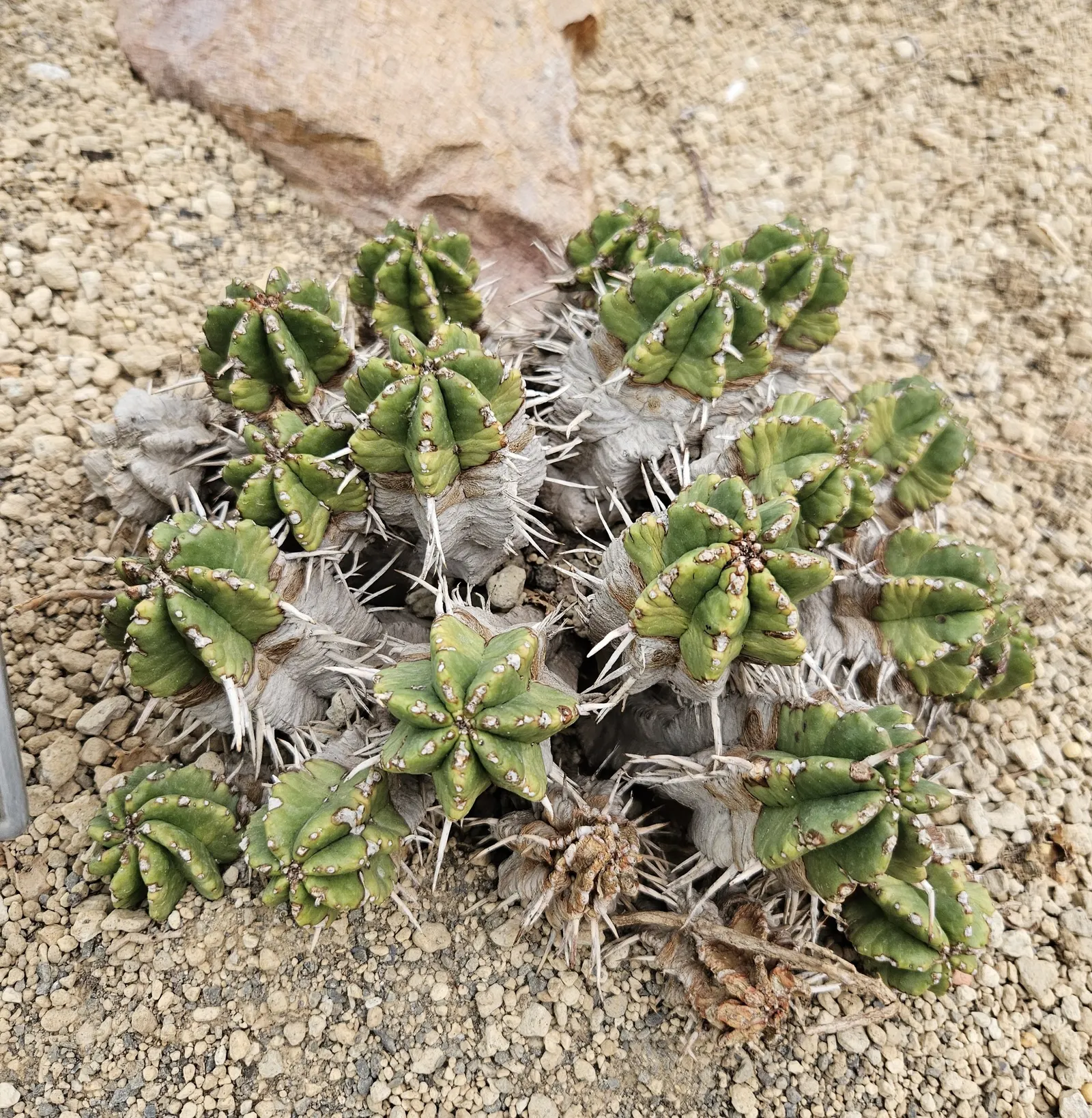 Spurge (Euphorbia Characias 'Tasmanian Tiger') — Caution: sap may irritate skin; <br><br>Maintenance for 'Tasmanian Tiger' is minimal, image 66
