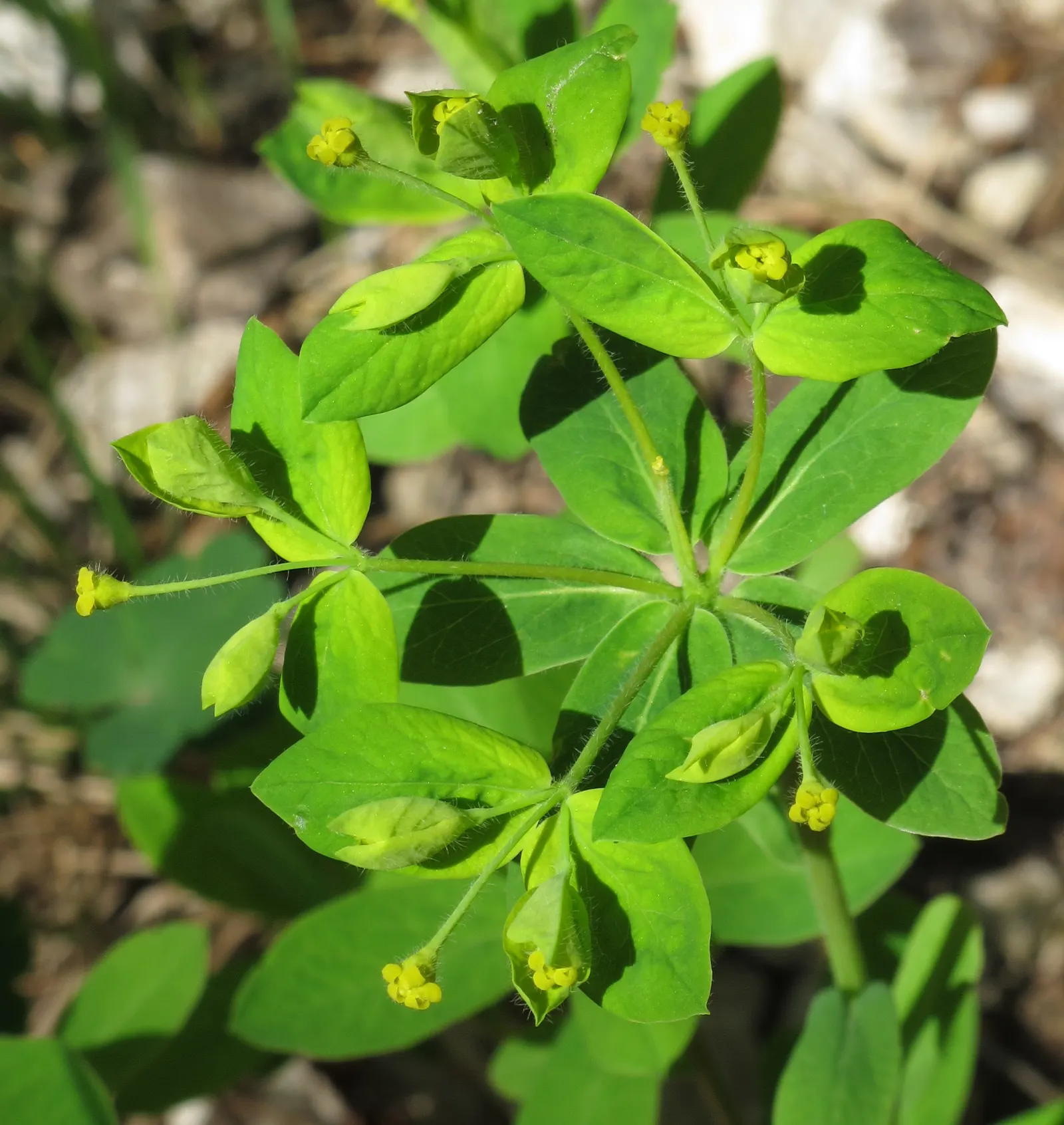 Spurge (Euphorbia Characias 'Tasmanian Tiger') — this spurge thrives in well-drained soil and prefers a full sun to partial shade exposure, image 162