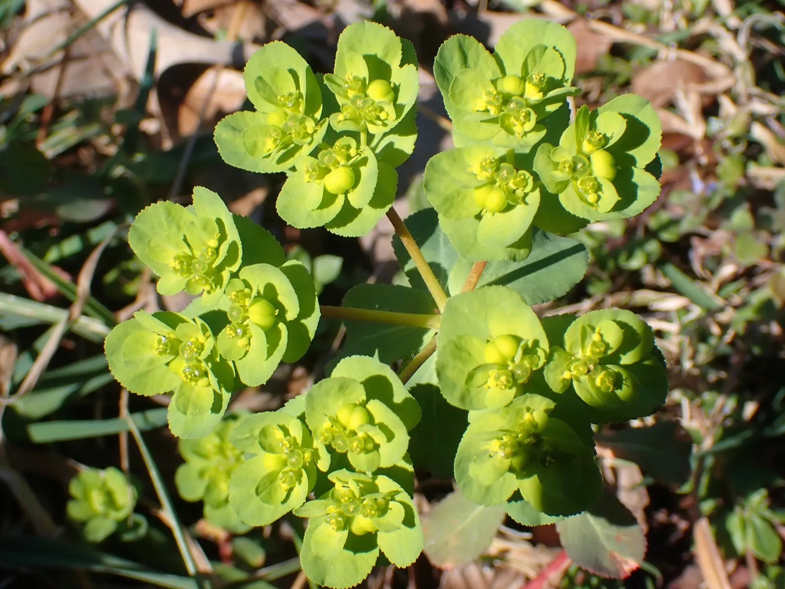 Spurge (Euphorbia Characias 'Tasmanian Tiger') — perennial for full or half; this resilient and striking plant offers both structure and style to a