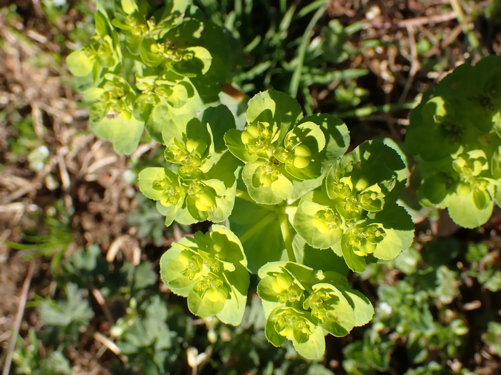 Spurge (Euphorbia Characias 'Tasmanian Tiger') — Caution: sap may irritate skin; <br><br>Maintenance for 'Tasmanian Tiger' is minimal