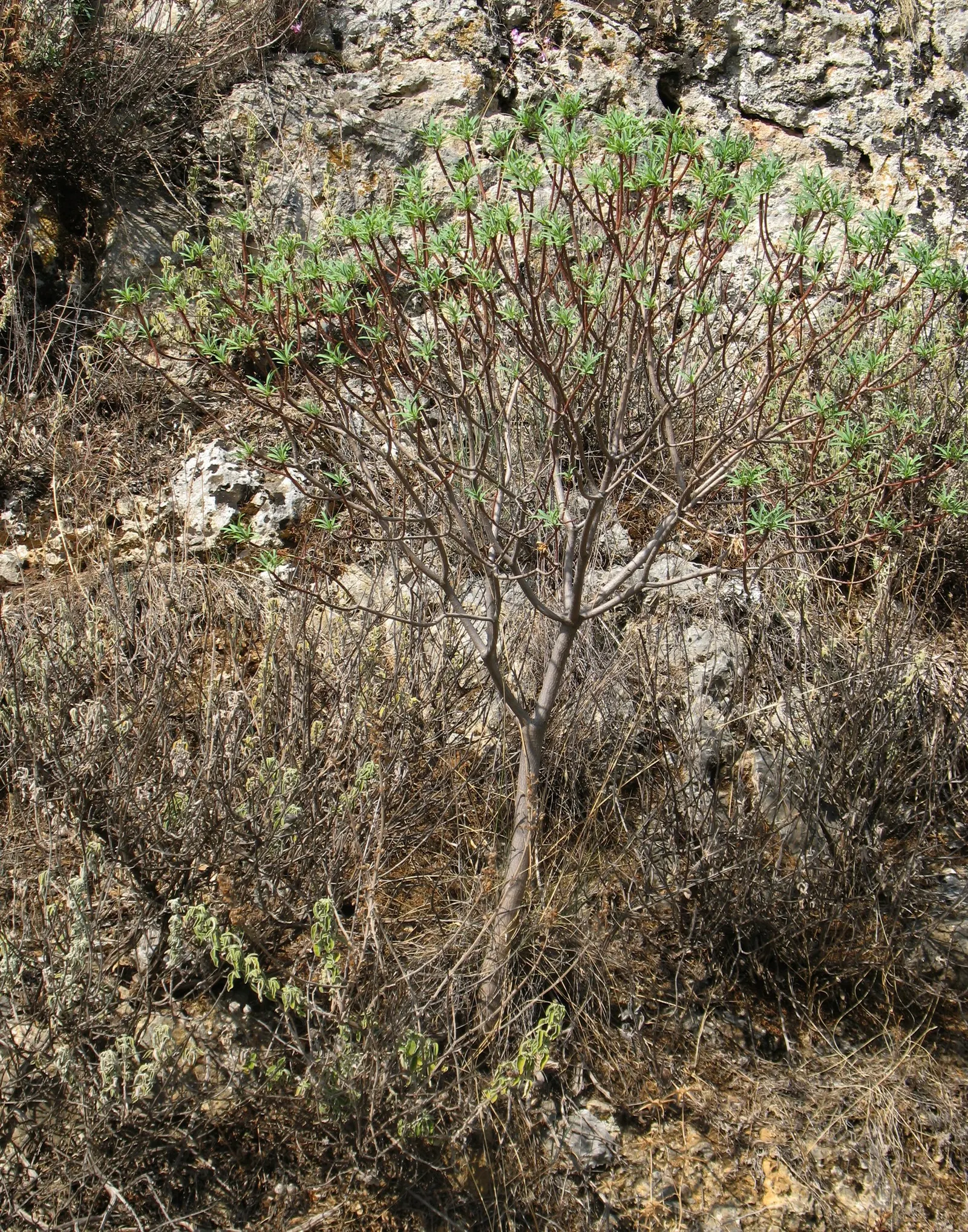 Spurge (Euphorbia Characias 'Tasmanian Tiger') — Gloves and protective clothing should be worn when handling to prevent skin irritation; 'Tasmanian, image 81