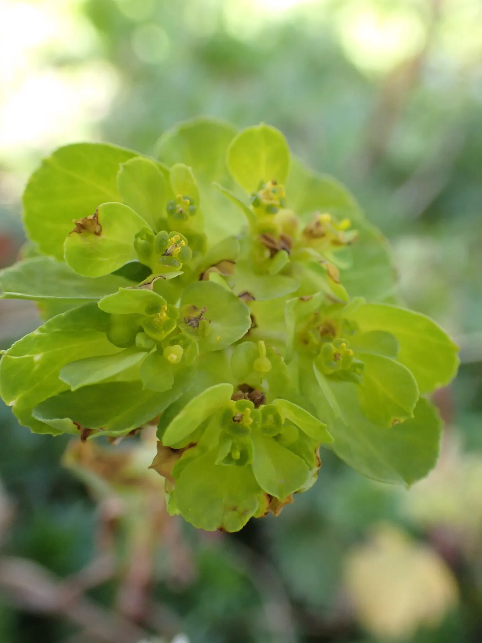 Spurge (Euphorbia Characias 'Tasmanian Tiger') — It's drought-tolerant once established, making it a low-maintenance option for water-conscious designs; and
