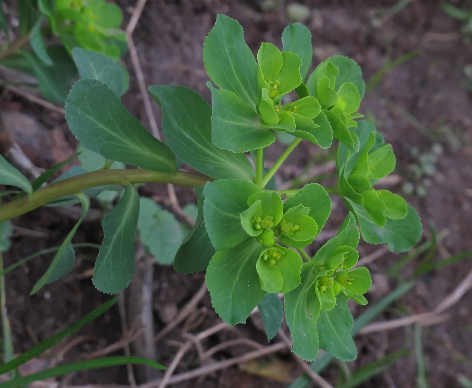 Spurge (Euphorbia Characias 'Tasmanian Tiger') — It's drought-tolerant once established, making it a low-maintenance option for water-conscious designs