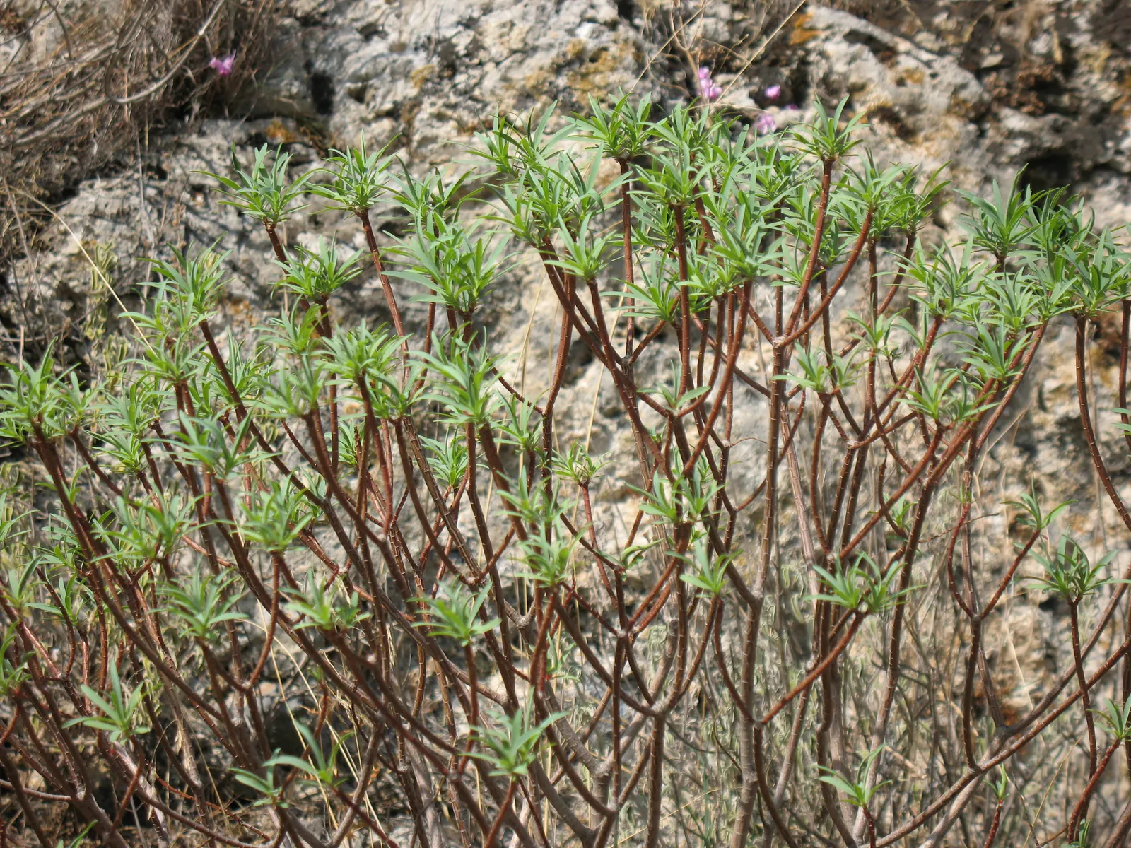 Spurge (Euphorbia Characias 'Tasmanian Tiger') — keep in mind its toxic sap; which is a characteristic of Euphorbias