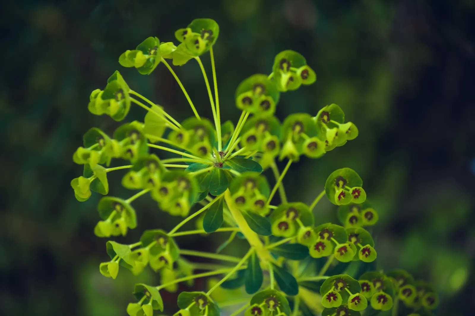 Spurge (Euphorbia Characias 'Tasmanian Tiger') — keep in mind its toxic sap