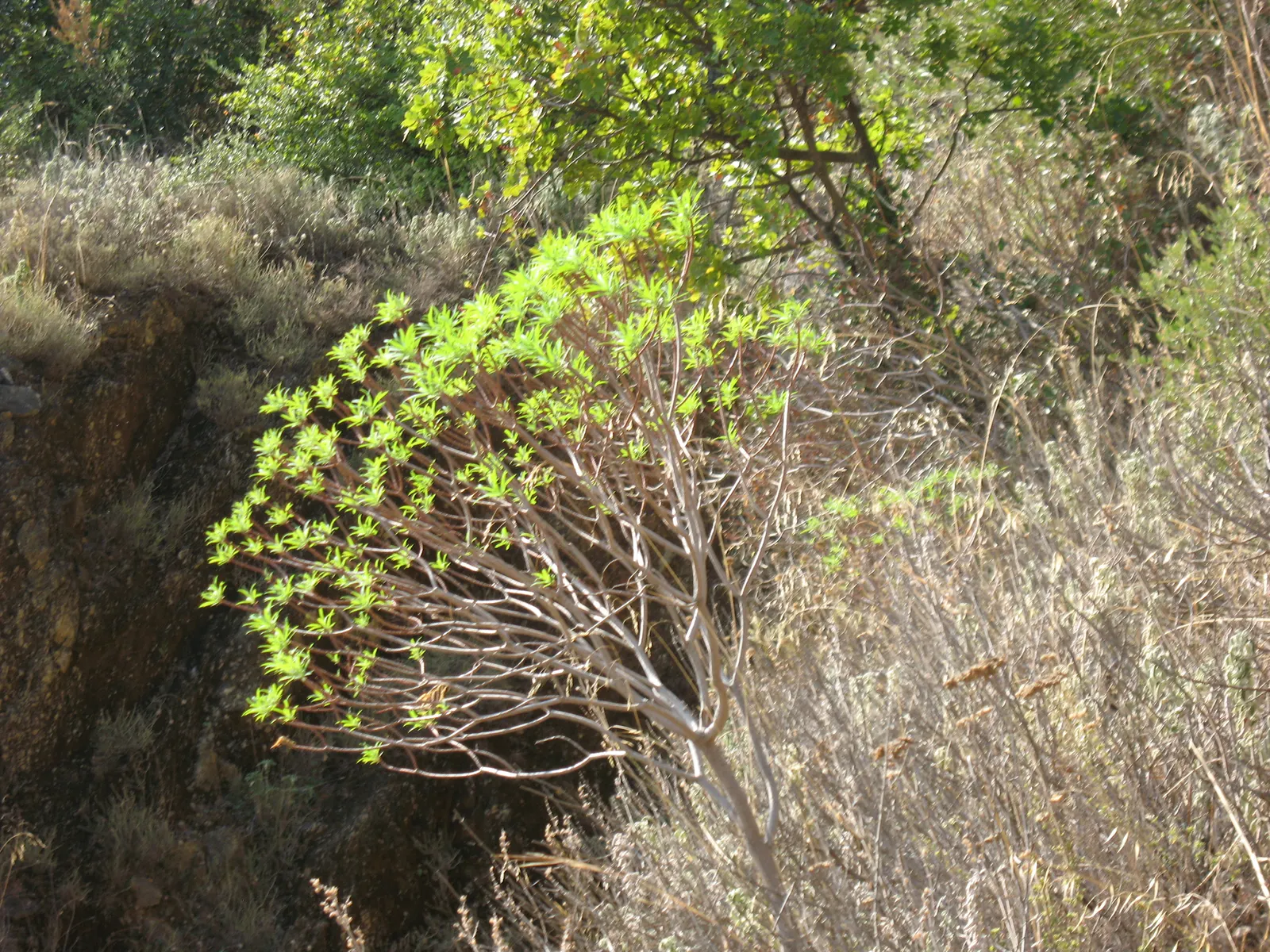 Spurge (Euphorbia Characias 'Tasmanian Tiger') — perennial with green and multi-colored and yellow blooms; when designing with 'Tasmanian Tiger', image 144