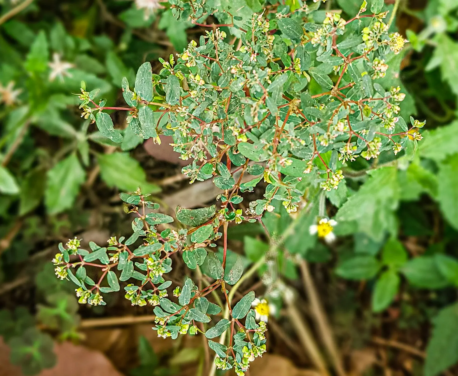 Spurge (Euphorbia Characias 'Tasmanian Tiger') — and excellent contrast among darker plants; this spurge thrives in well-drained soil and prefers a, image 123