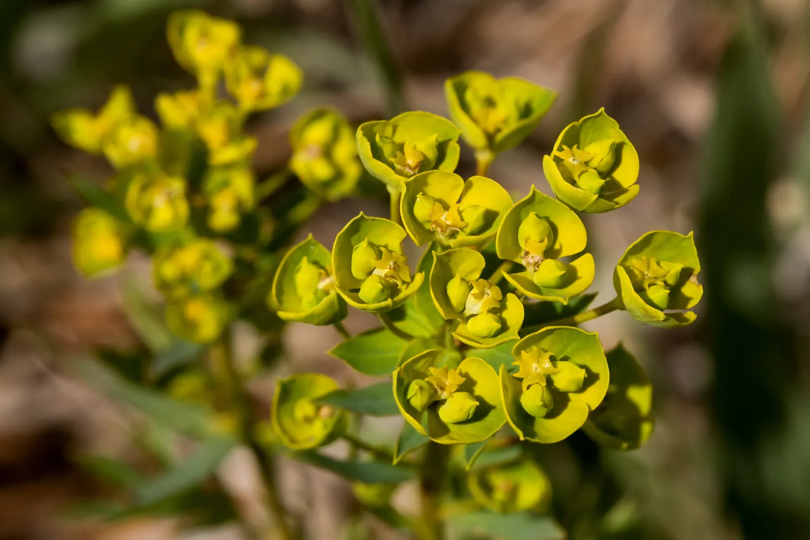 Spurge (Euphorbia Characias 'Tasmanian Tiger') — It's drought-tolerant once established, making it a low-maintenance option for water-conscious, image 76