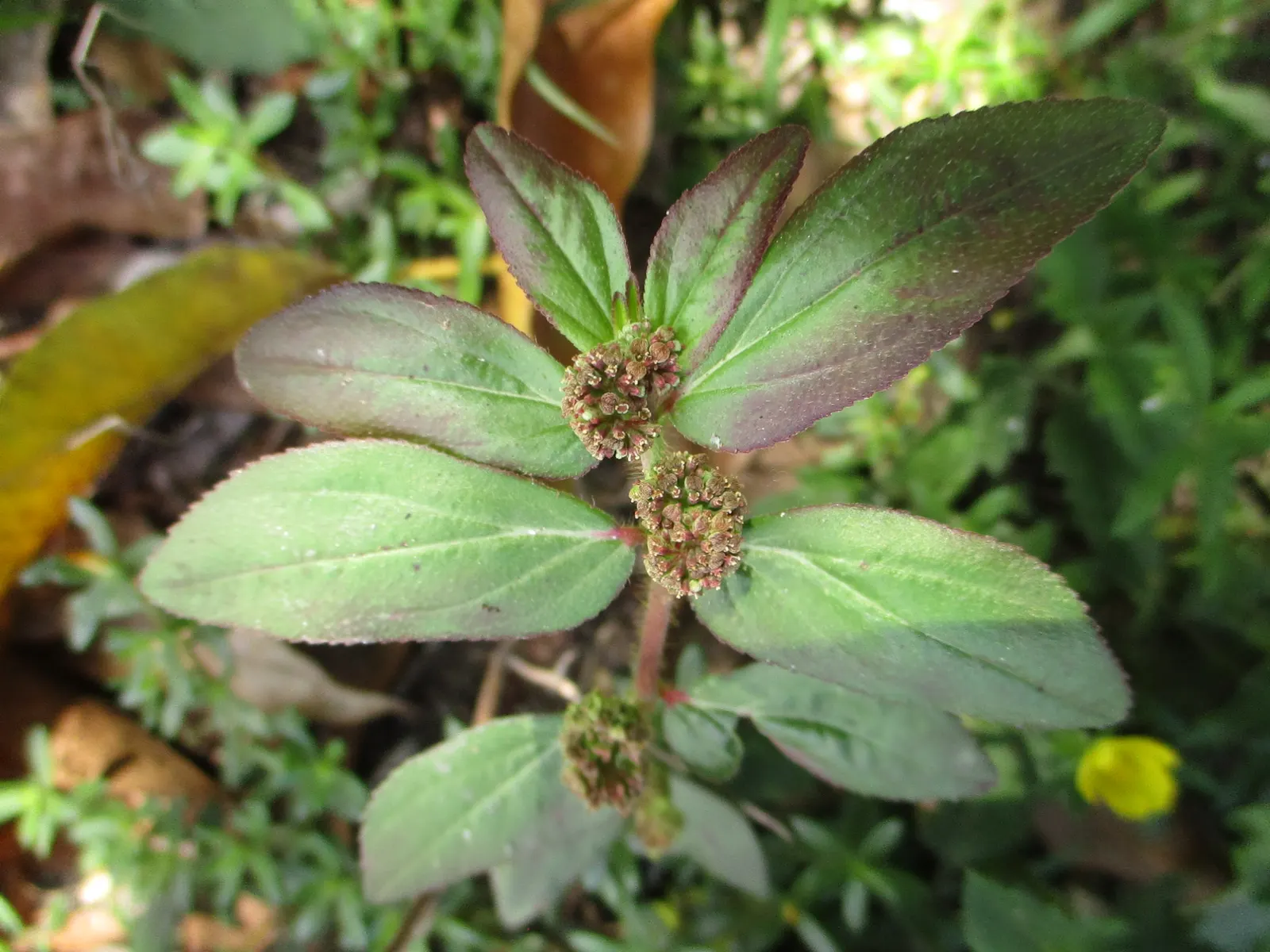 Spurge (Euphorbia Characias 'Tasmanian Tiger') — This particular spurge cultivar stands out with its distinct variegated foliage; evergreen, image 125