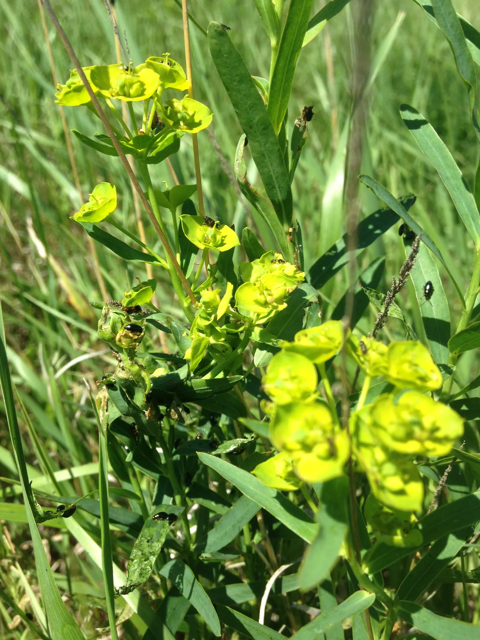 Spurge (Euphorbia Characias 'Tasmanian Tiger') — <br><br>Maintenance for 'Tasmanian Tiger' is minimal; keep in mind its toxic sap