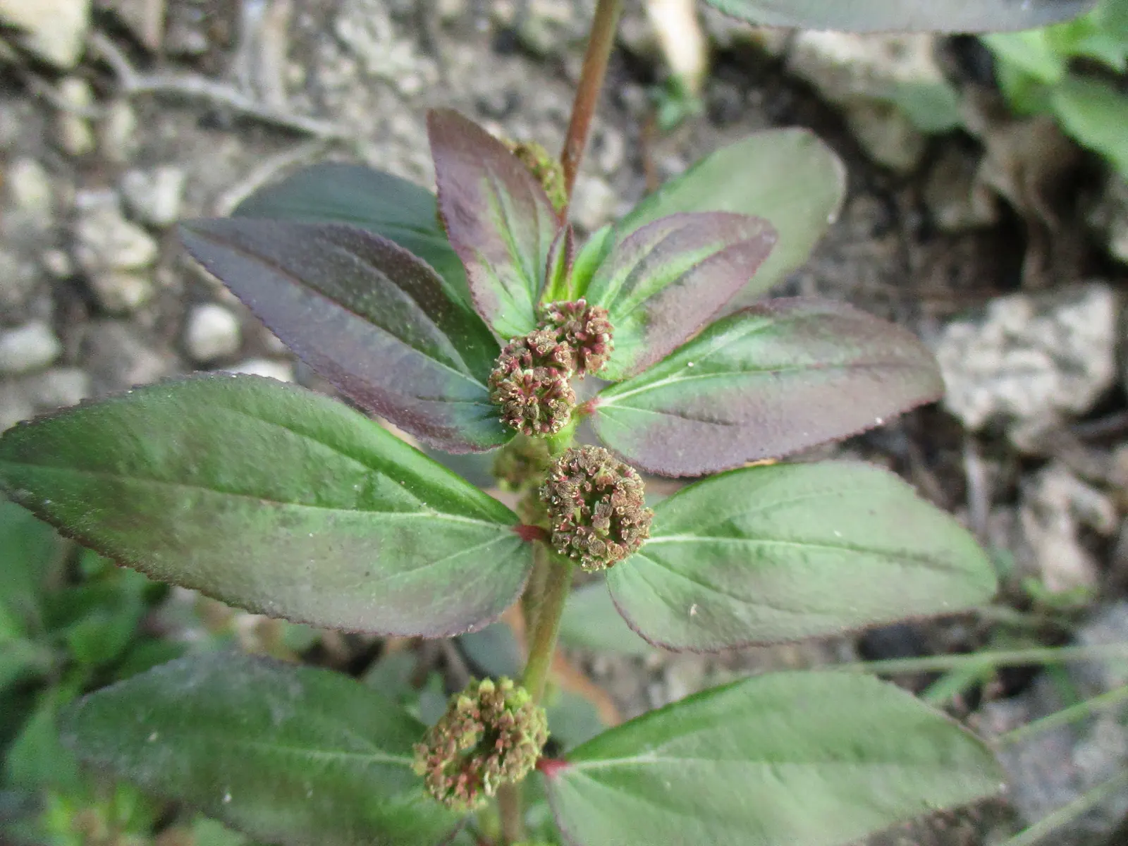 Spurge (Euphorbia Characias 'Tasmanian Tiger') — <br><br>Maintenance for 'Tasmanian Tiger' is minimal; keep in mind its toxic sap, image 111