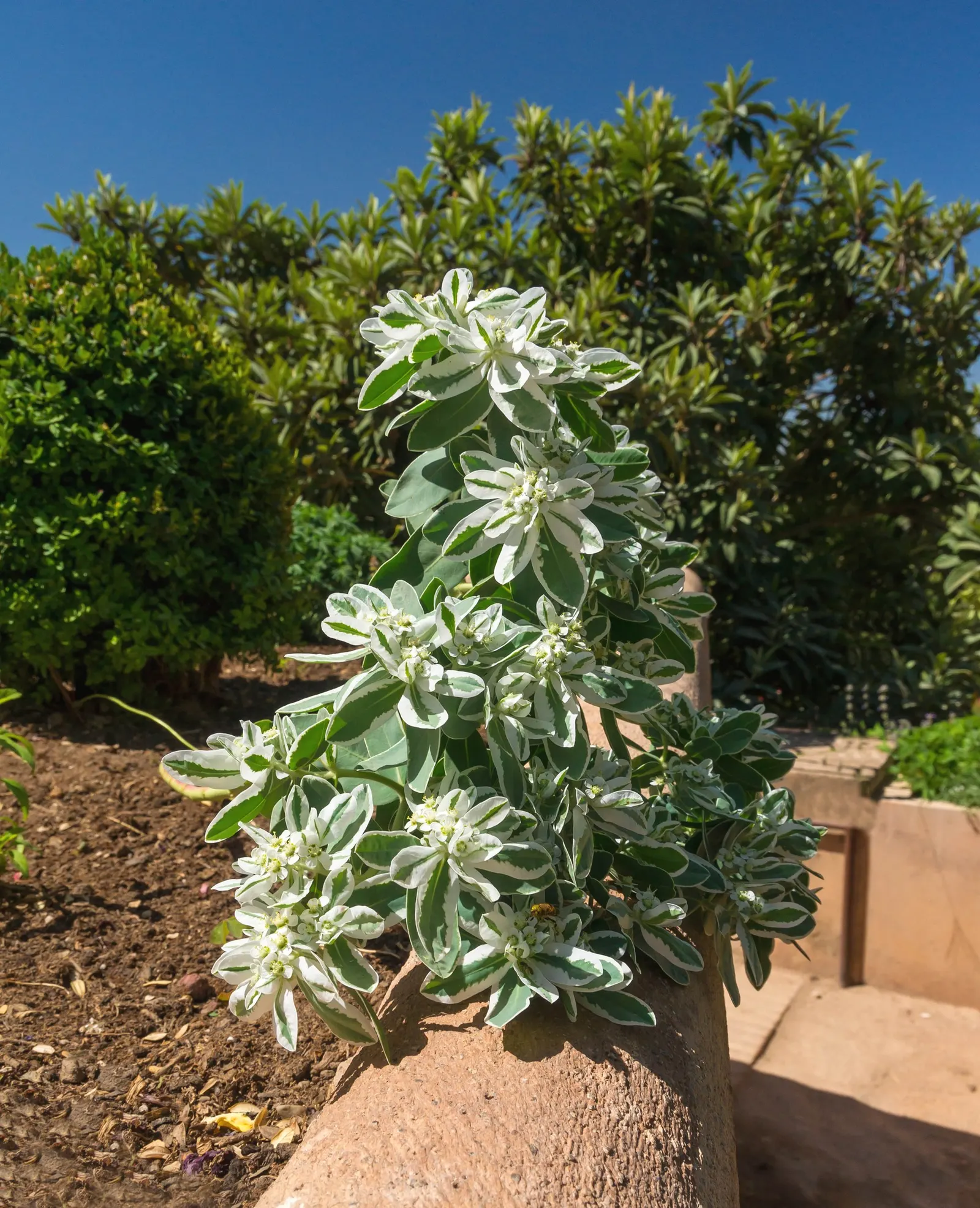 Spurge (Euphorbia Characias 'Tasmanian Tiger') — This resilient and striking plant offers both structure and style to a well-composed landscape, image 171