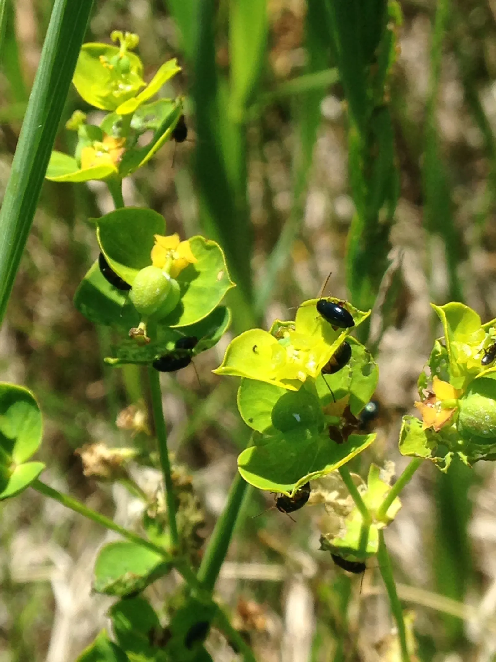 Spurge (Euphorbia Characias 'Tasmanian Tiger') — and excellent contrast among darker plants; this spurge thrives in well-drained soil and prefers a, image 65