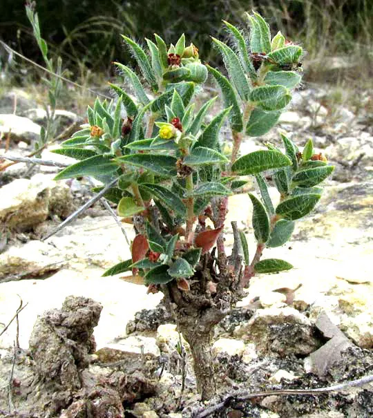 Spurge (Euphorbia Characias 'Tasmanian Tiger') — These bracts are a delicate shade of green with a central band of creamy white, image 73